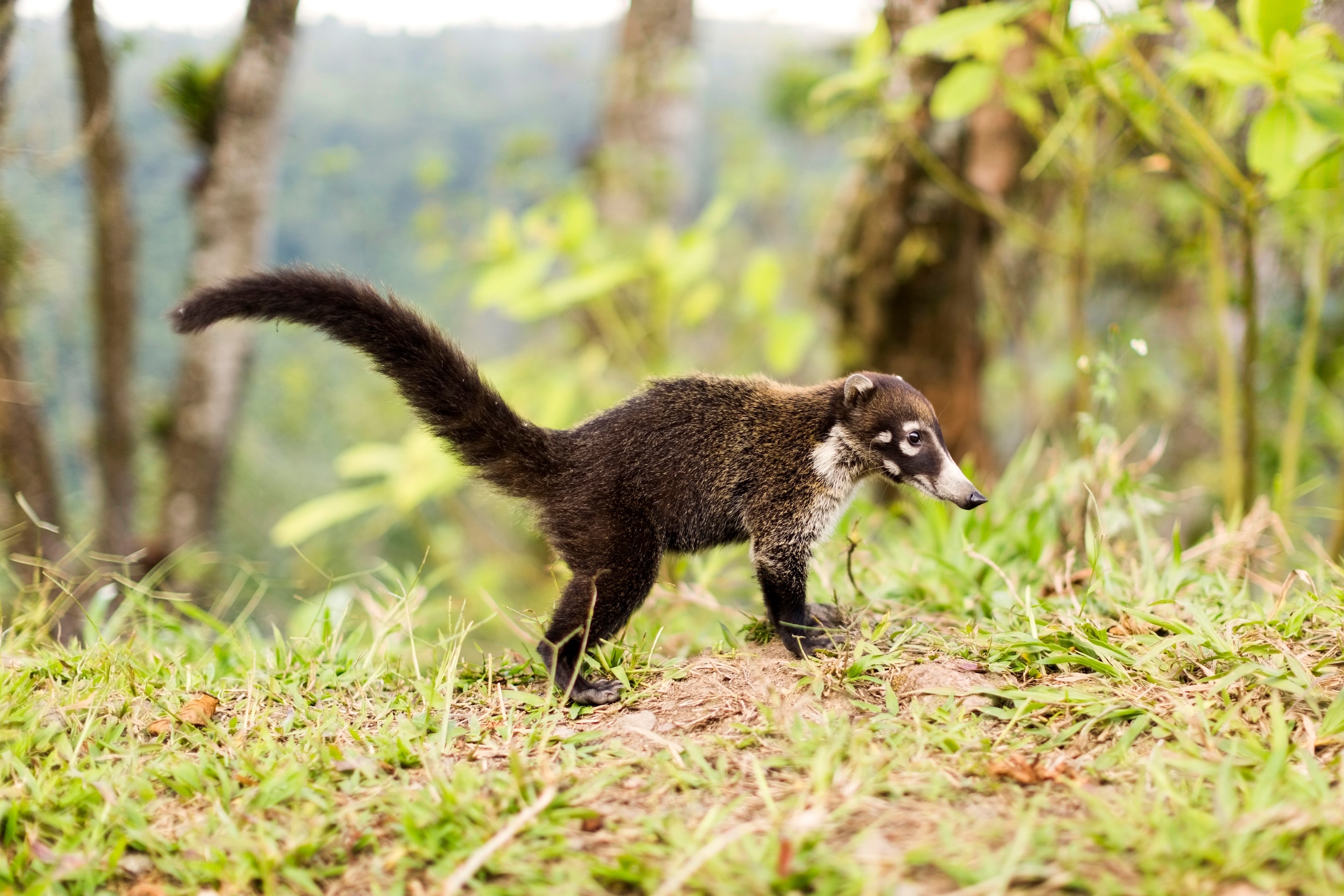 Coati, Surprising animals, Spot in Britain, Travel, 2880x1920 HD Desktop