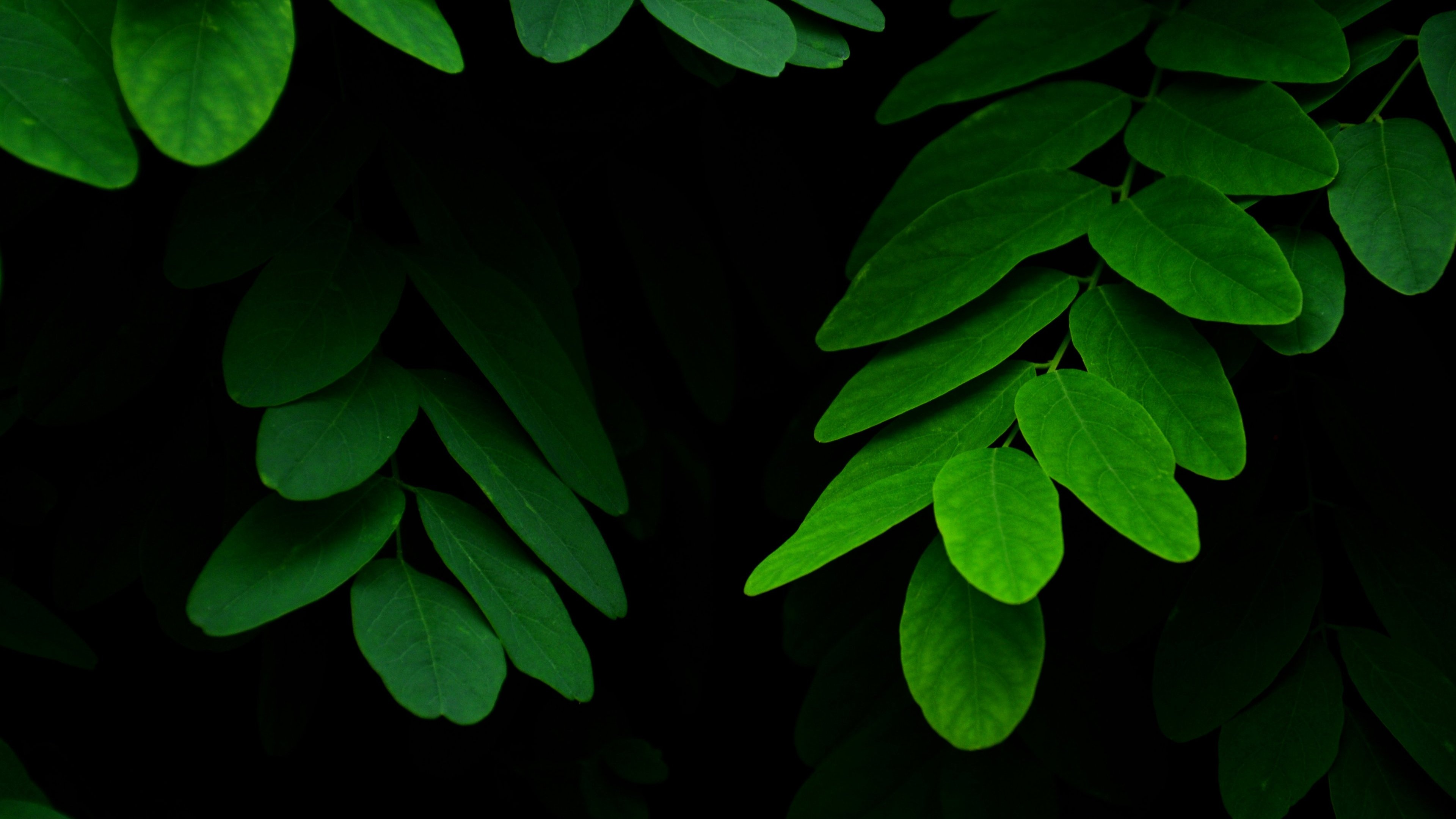 Green Leaf, 420 4K wallpapers, Background images, 3840x2160 4K Desktop