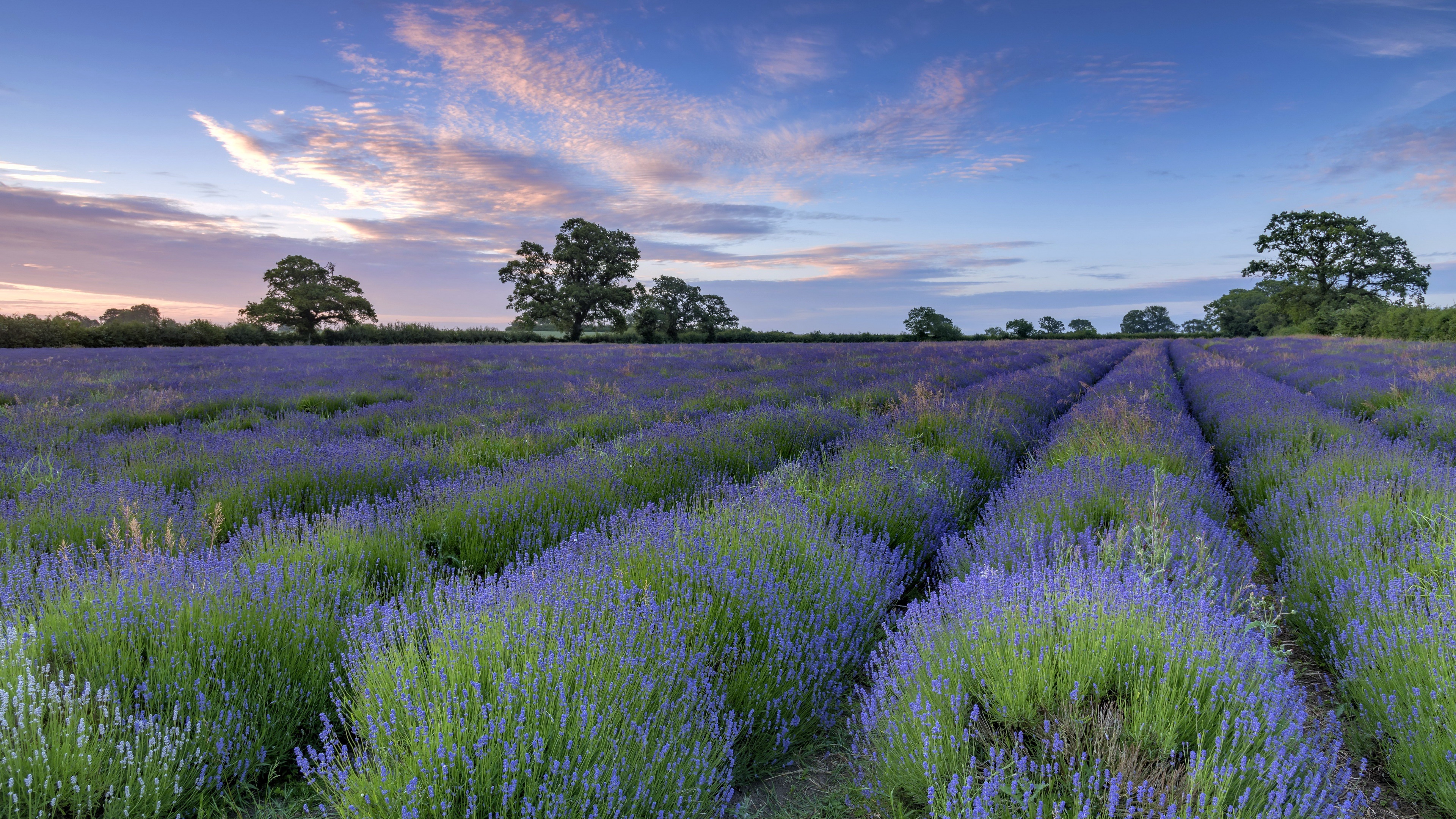 Lavender, Ultra HD wallpaper, Stunning background, Nature's charm, 3840x2160 4K Desktop