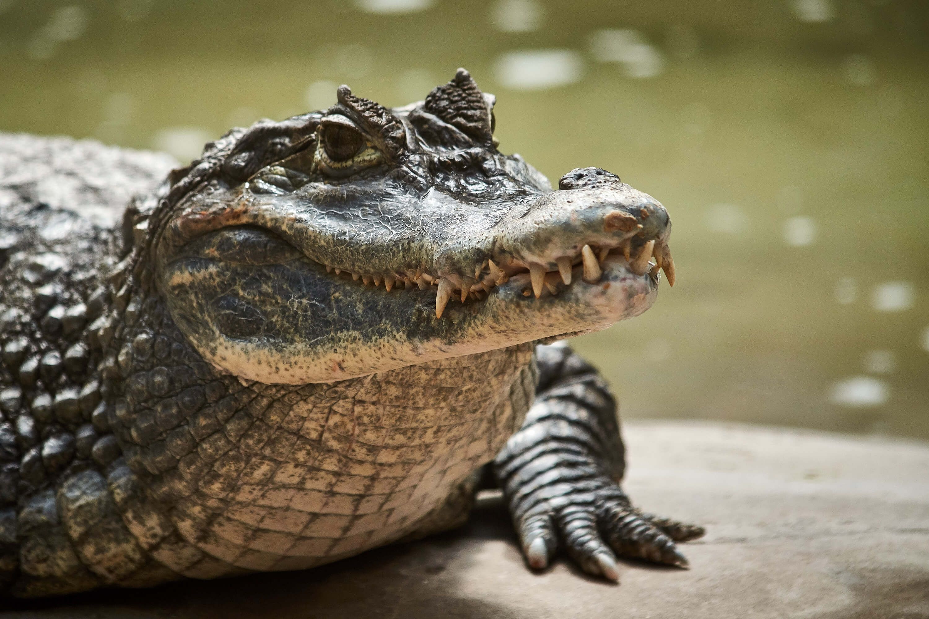 Young crocodile, Lake portrait, Stunning photo wallpaper, Wildlife photography, 3000x2000 HD Desktop