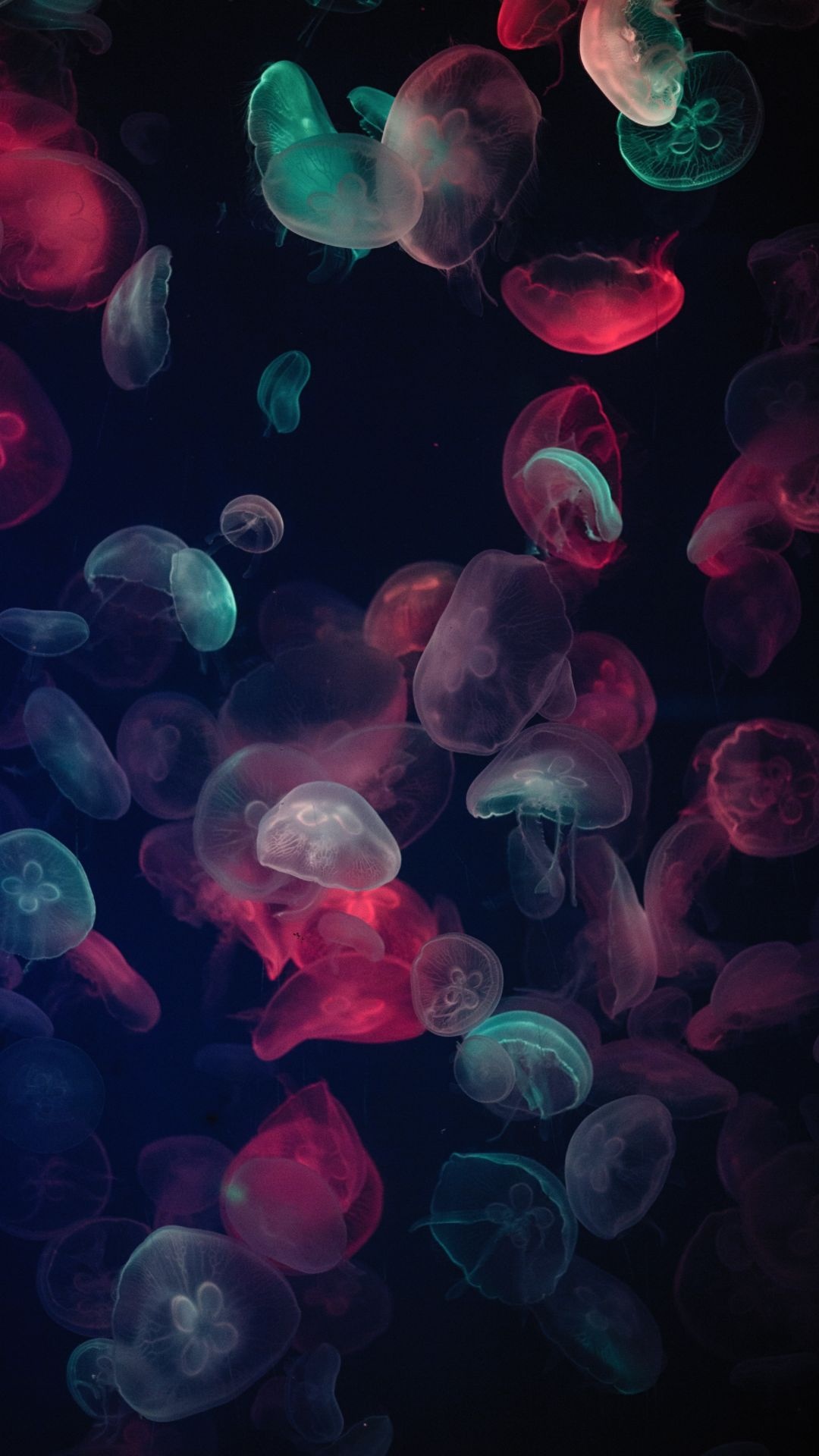 Best jellyfish backgrounds, Wallpaper favorites, Download collection, Underwater beauty, 1080x1920 Full HD Phone