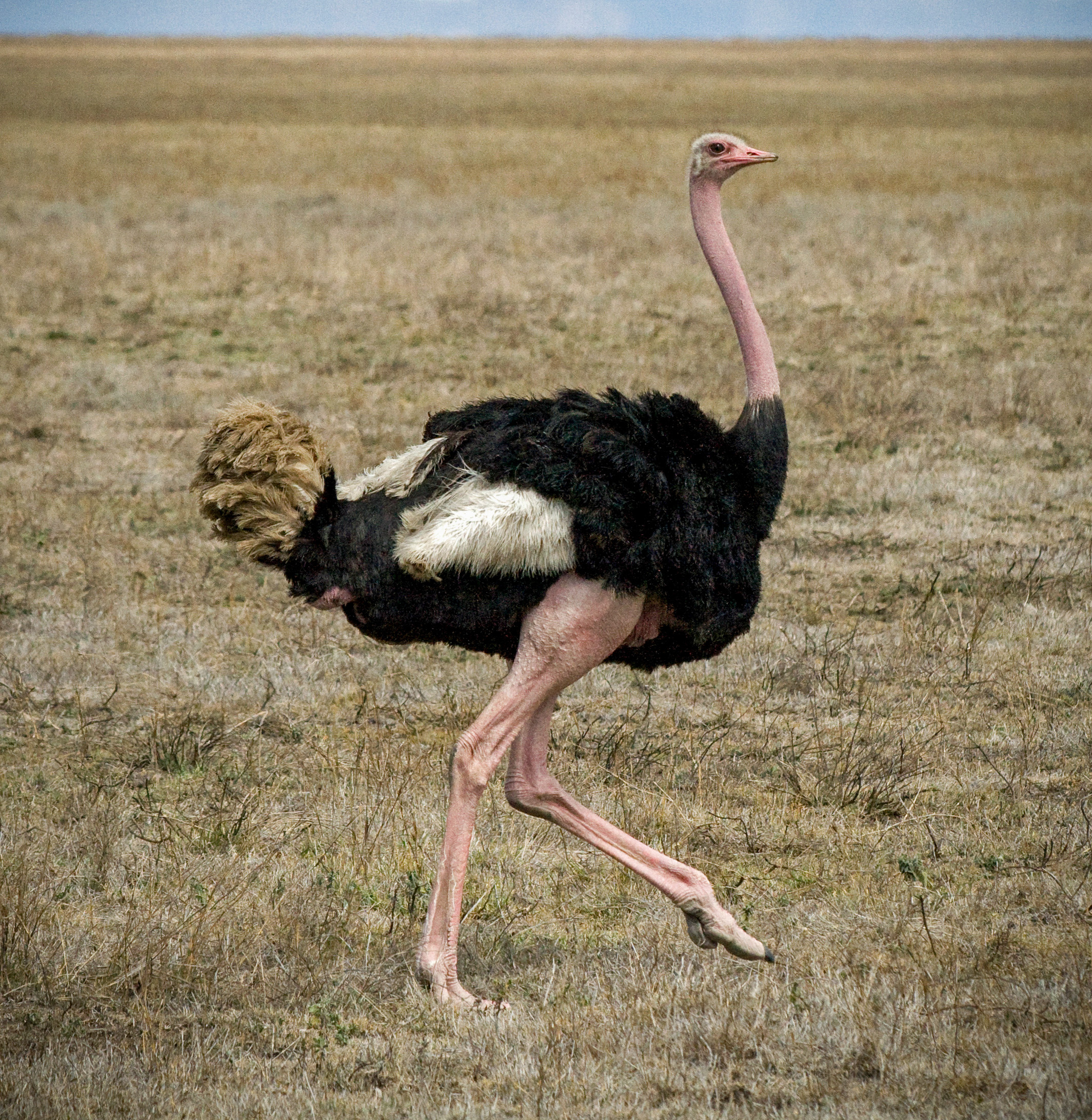 The Masai, Ostrich Wallpaper, 2130x2190 HD Phone