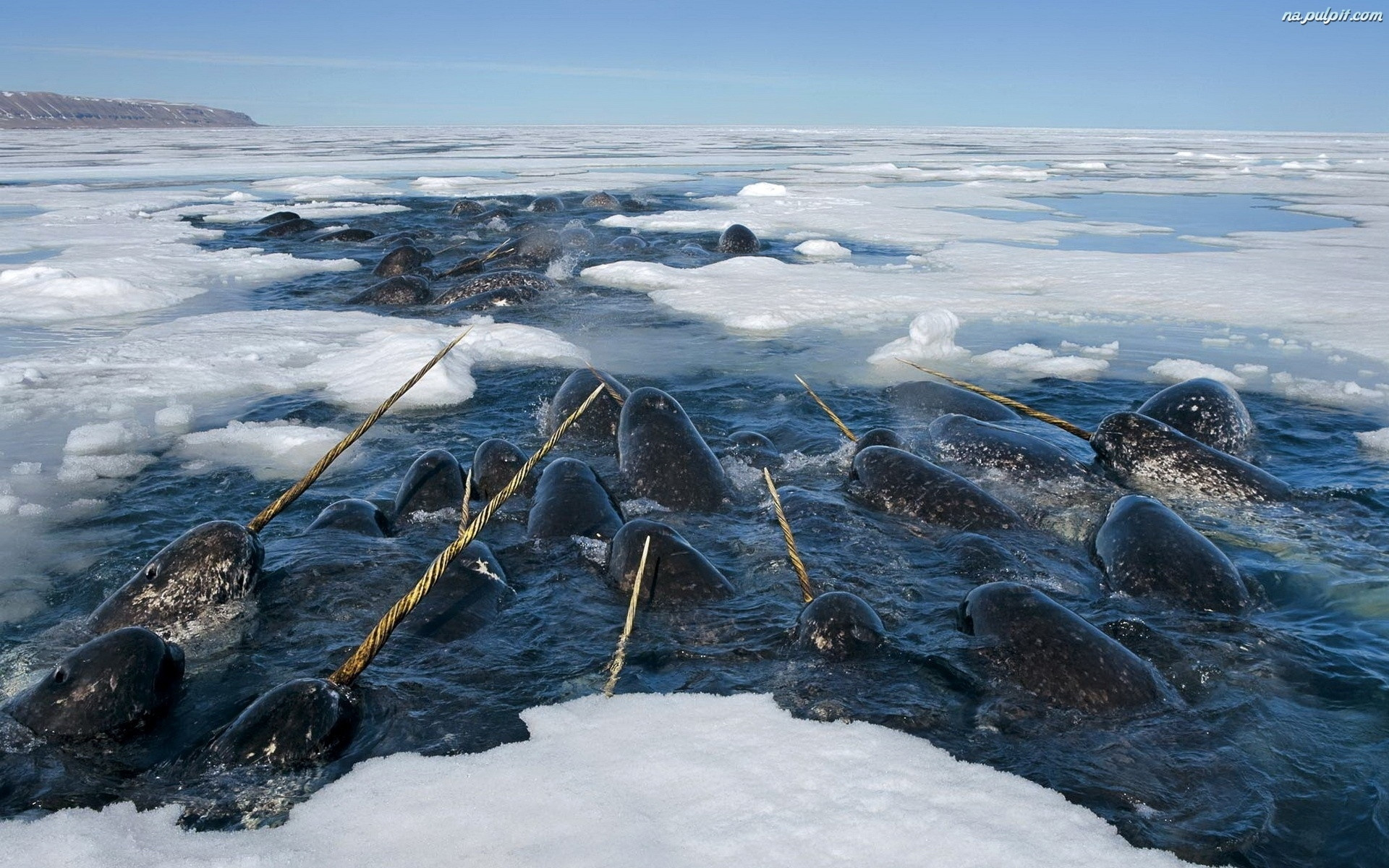 Narwhal facts, Monodon monoceros, Narvalo beauty, Ocean creatures, 1920x1200 HD Desktop