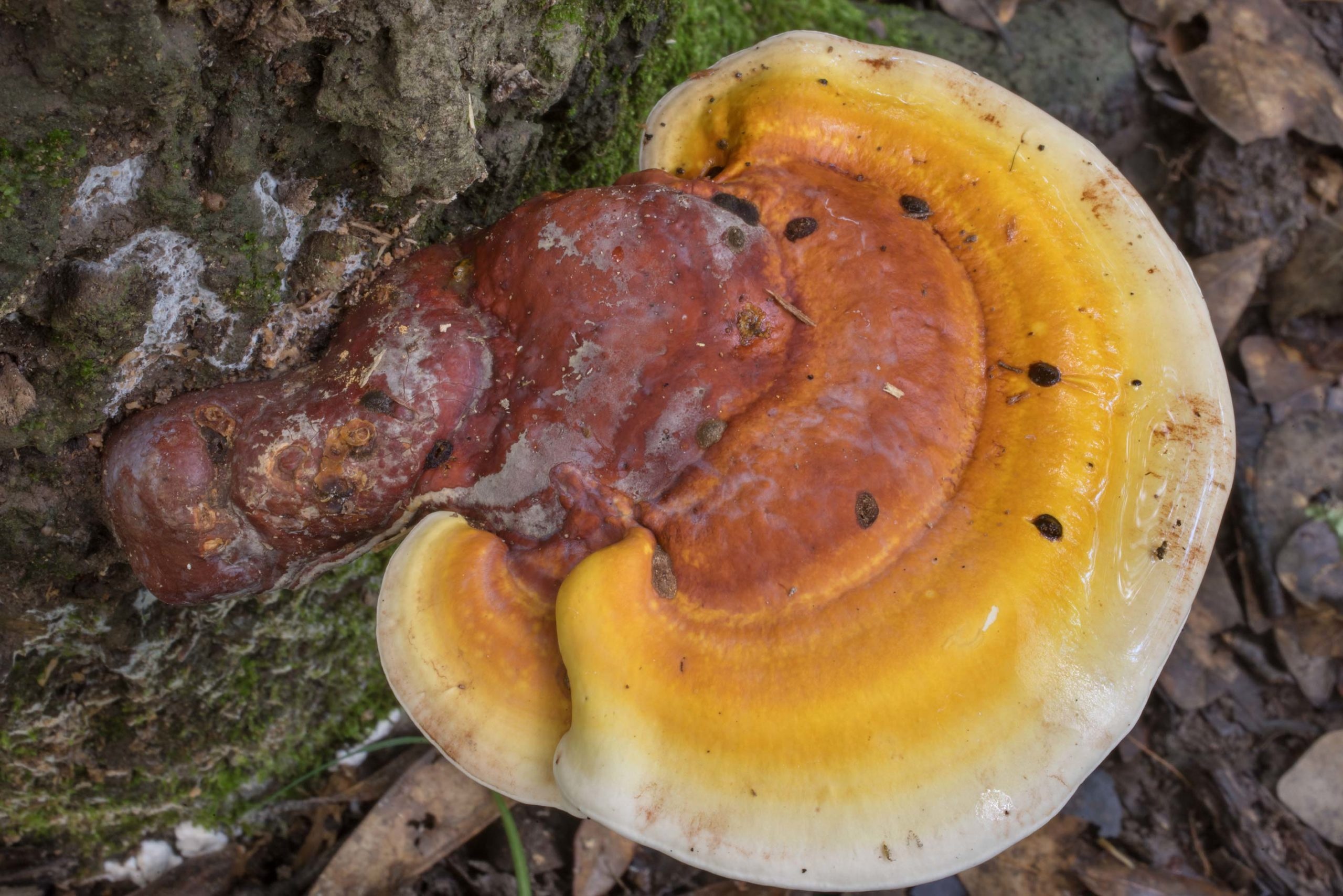 Ganoderma curtisii, Benefits identification, Lookalikes, 2560x1710 HD Desktop
