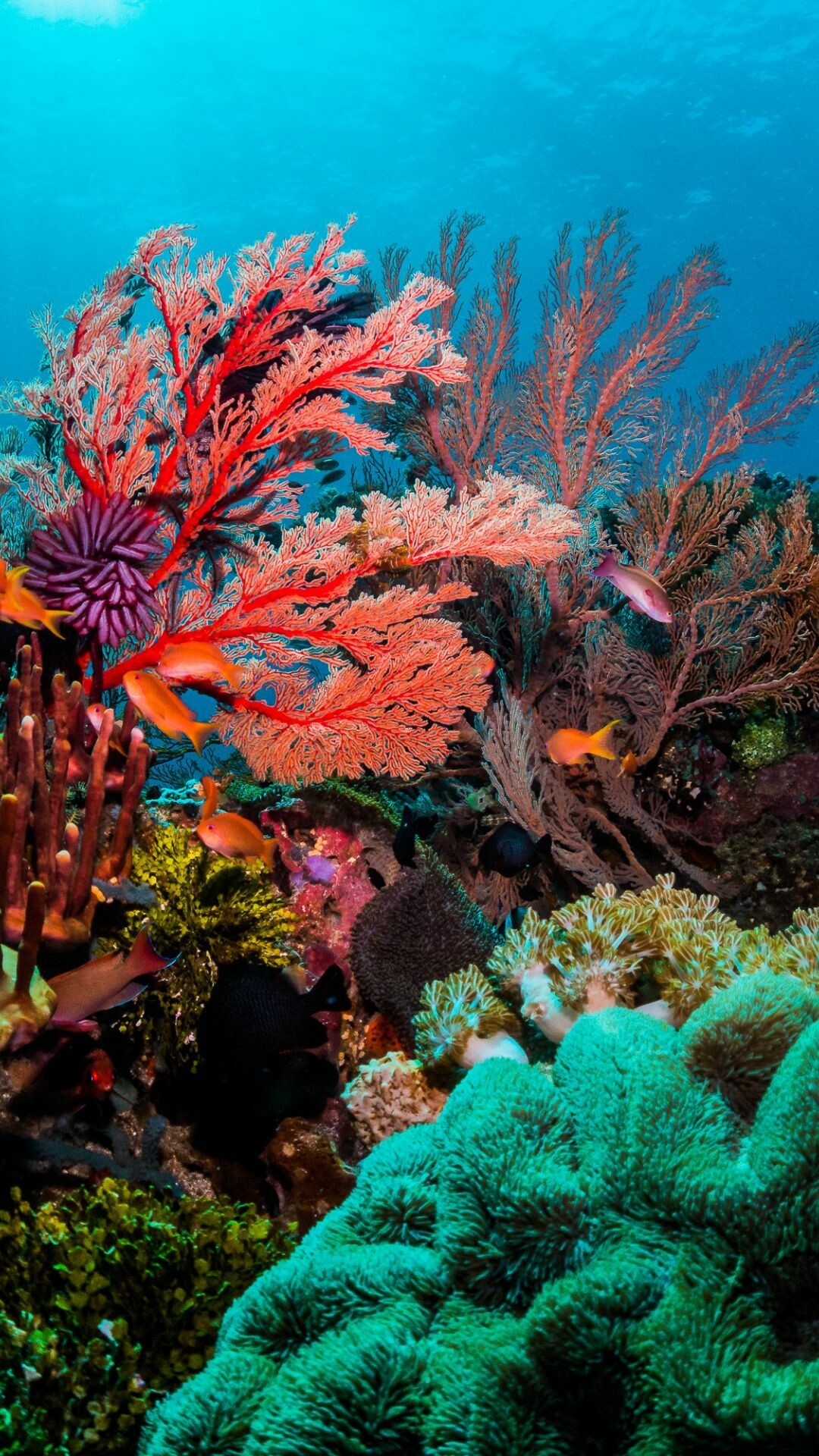 Colorful coral, Exquisite wallpapers, Coral reef photography, Nature's beauty, 1080x1920 Full HD Phone