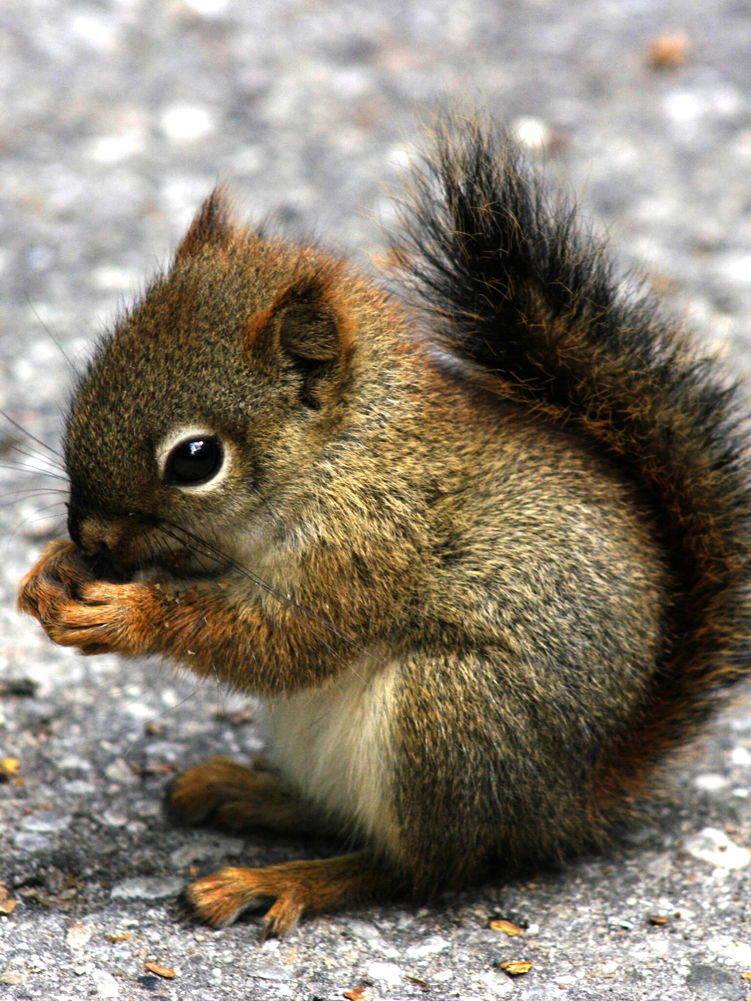 Baby squirrel, Squirrels Wallpaper, 1540x2050 HD Phone