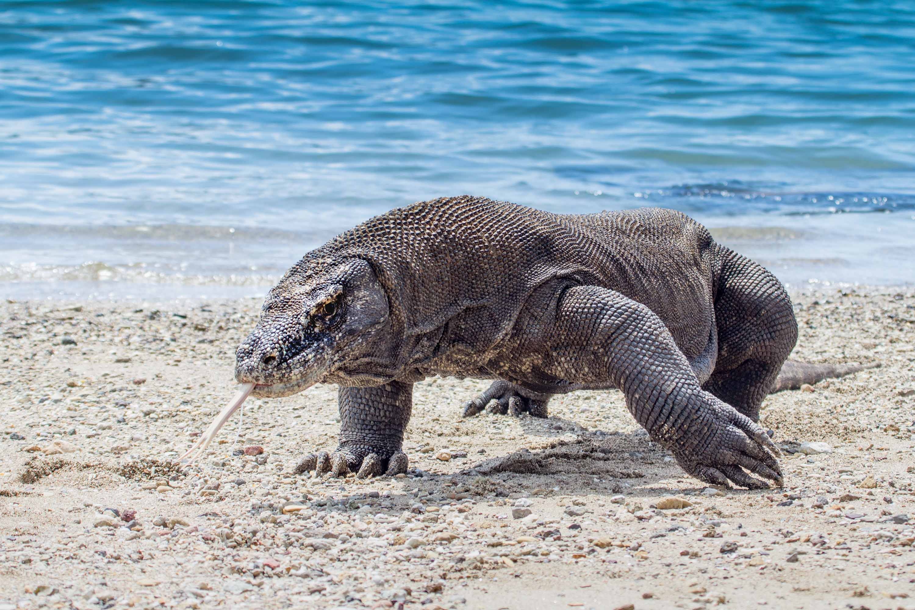 Komodo Island, Cancelling tourist ban, CNN travel, Indonesia, 3000x2000 HD Desktop