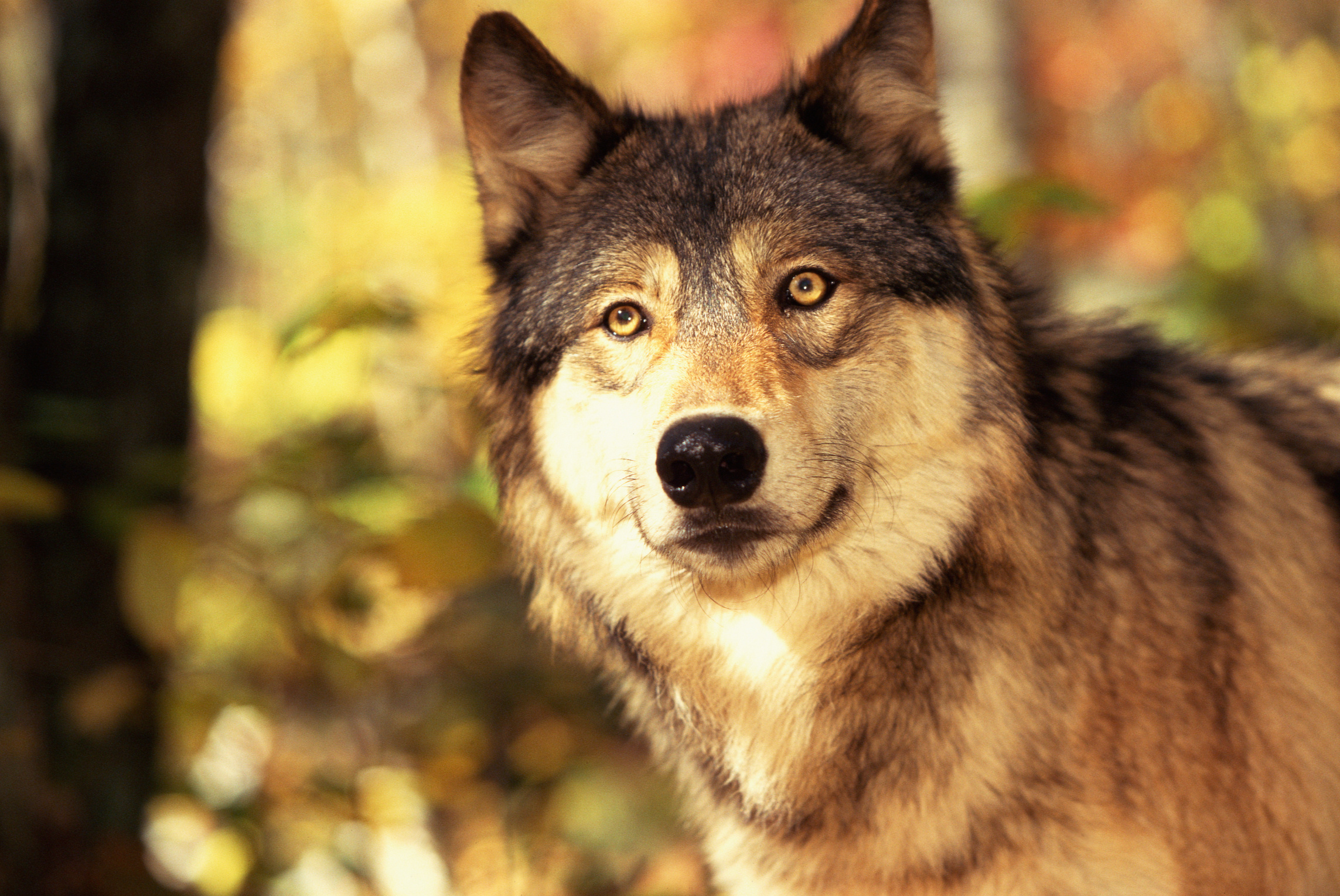 Gray Wolf, Body structure, Wolves, 2290x1530 HD Desktop