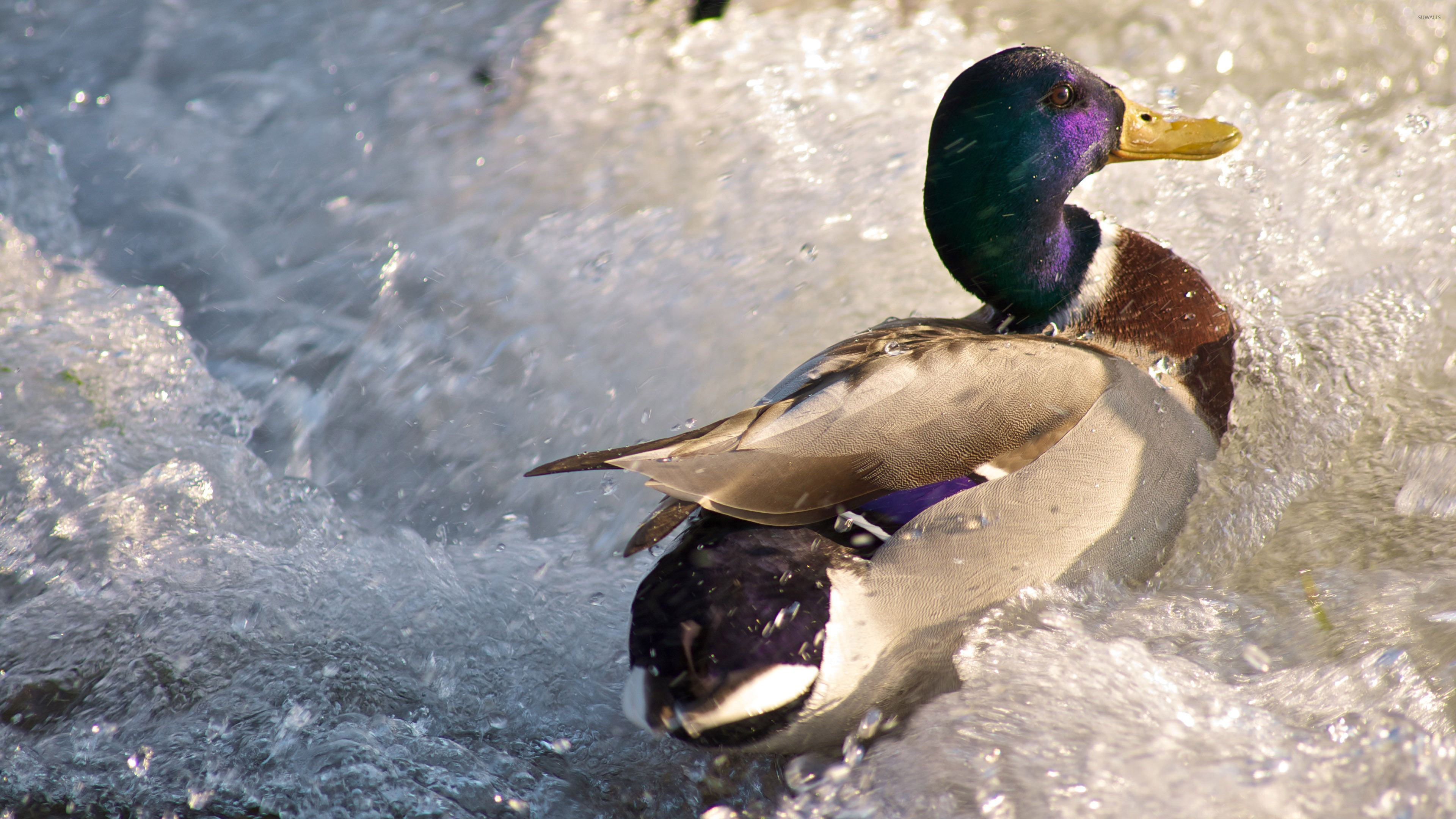 Quirky duck wallpaper, Animal kingdom, Playful imagery, Whimsical design, 3840x2160 4K Desktop