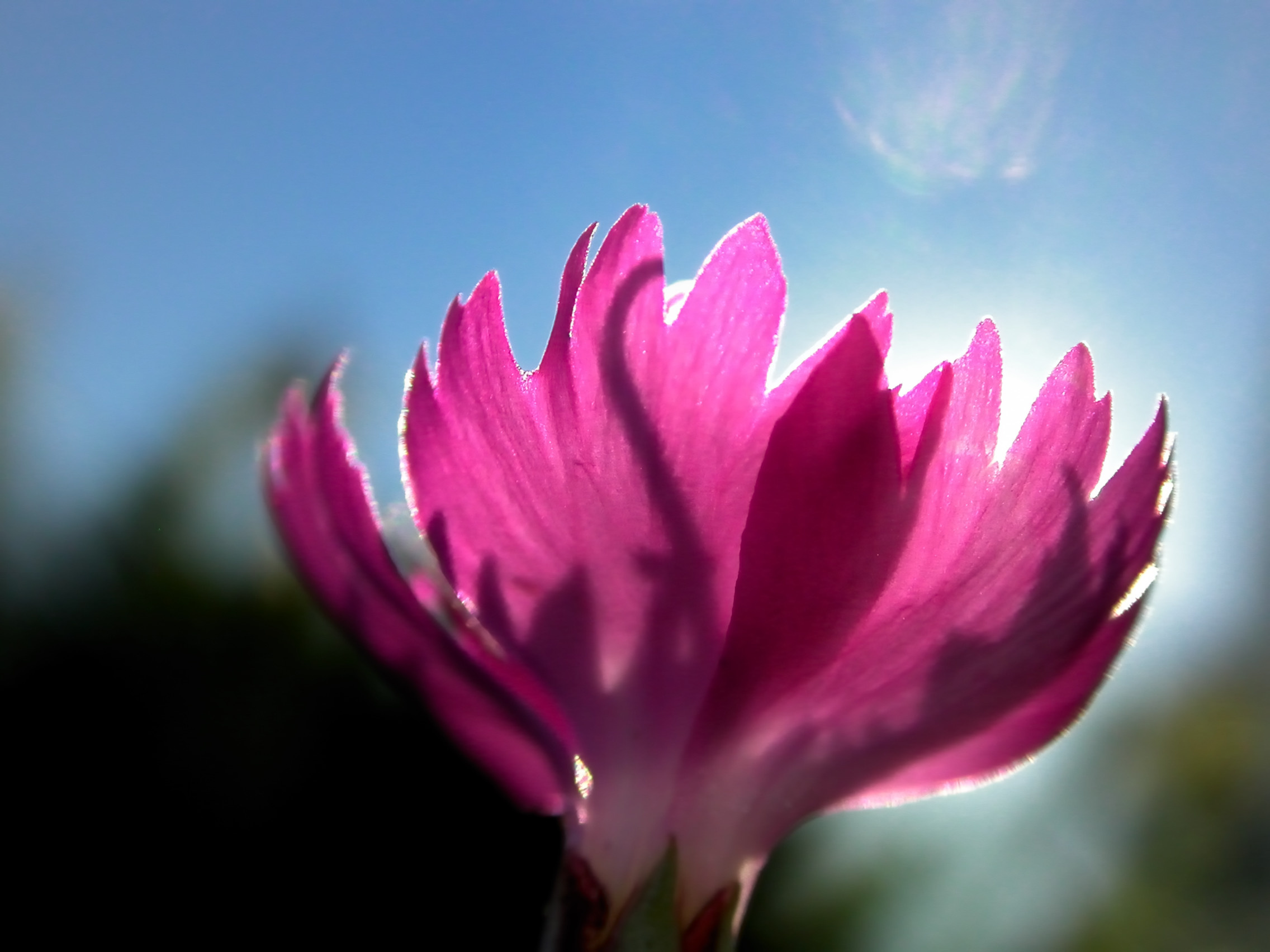 backlit Dianthus flower, translucent pink petals, bright sunny sky, HD Desktop wallpaper