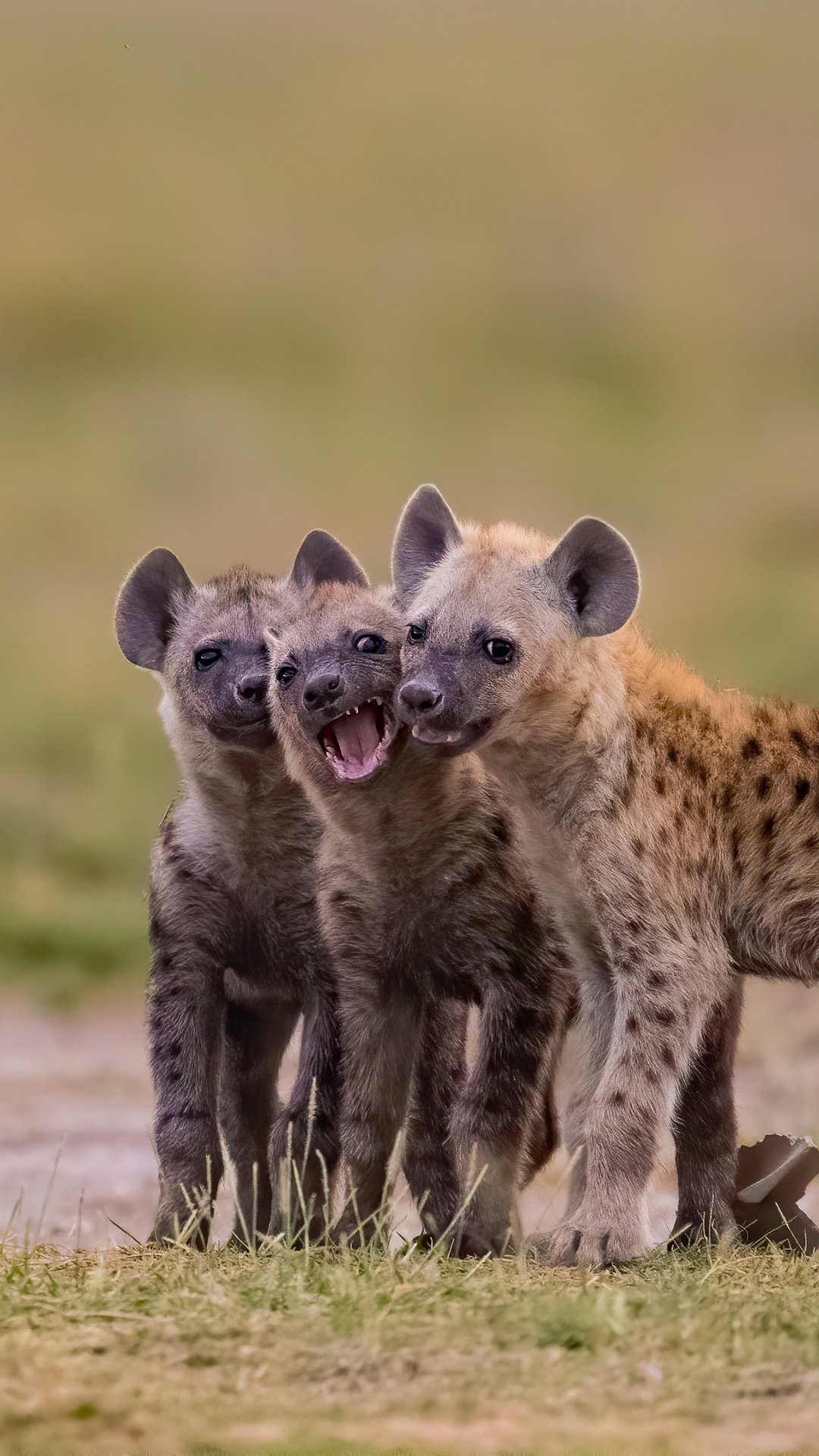 Siblings, Hyena Wallpaper, 1080x1920 Full HD Phone