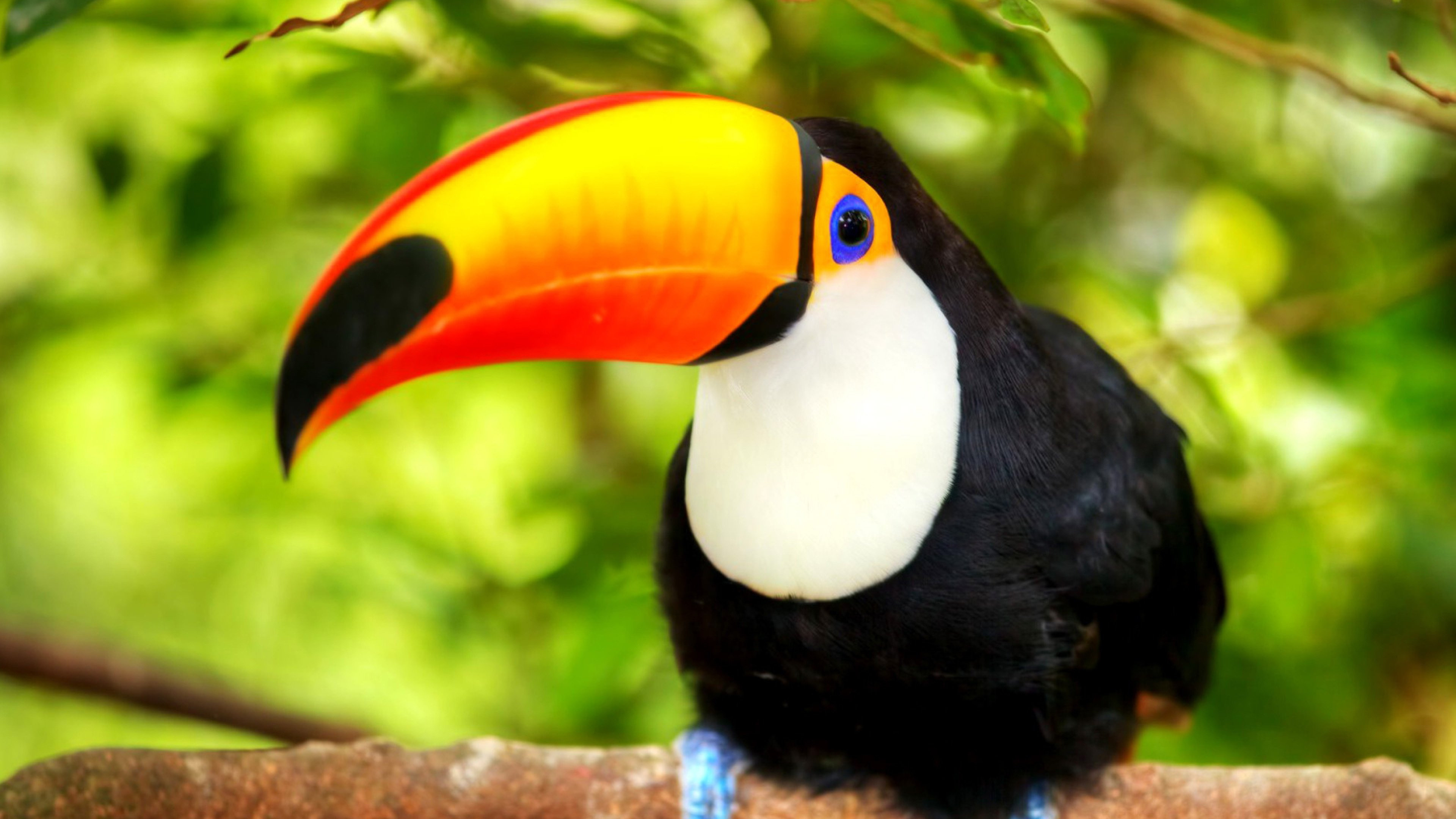 HD background wallpaper, Toucan's beauty, Tropical paradise, Stunning colors, 3840x2160 4K Desktop