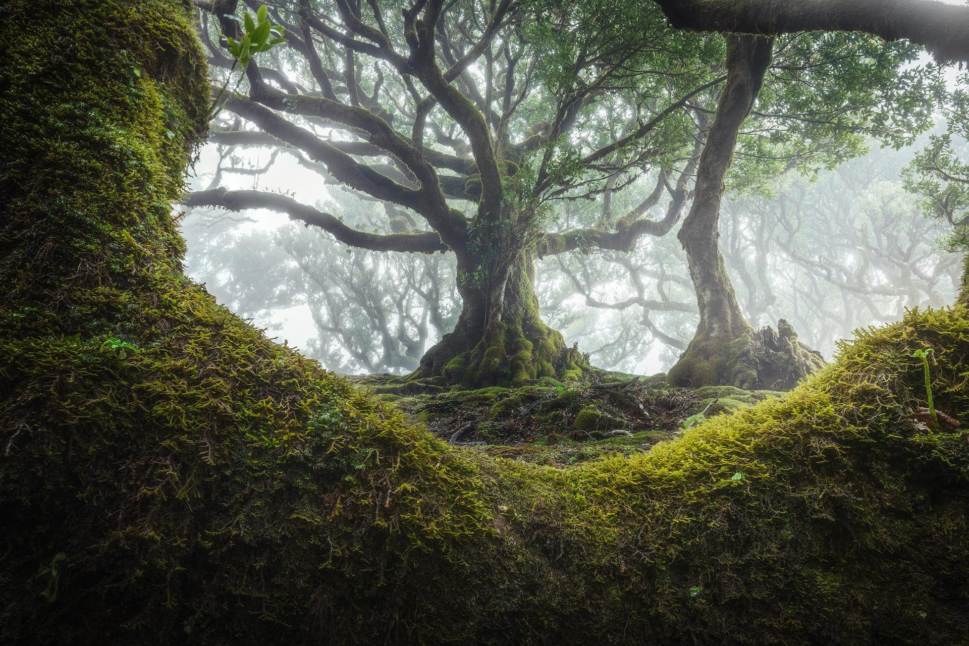 Fangorn, Movies, Beautiful Trees, Madeira Portugal, 1920x1280 HD Desktop