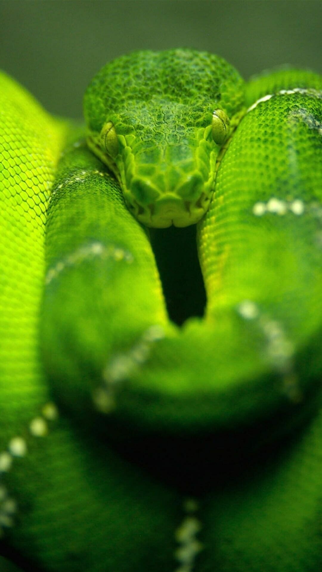 HD snake wallpapers, Adaptable snake visuals, Dynamic backgrounds, Perfect fit, 1080x1920 Full HD Phone