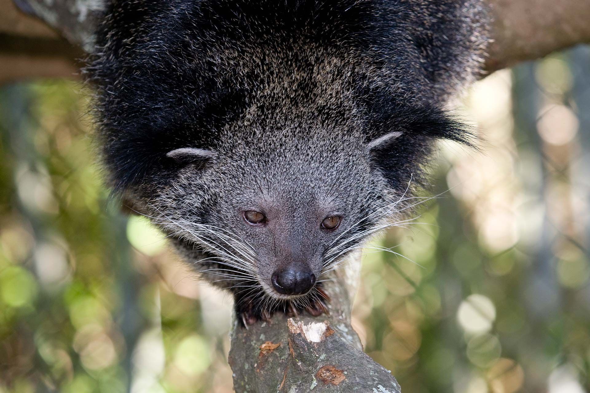 Binturong phone wallpapers, Desktop backgrounds, Picture photos, 1920x1280 HD Desktop