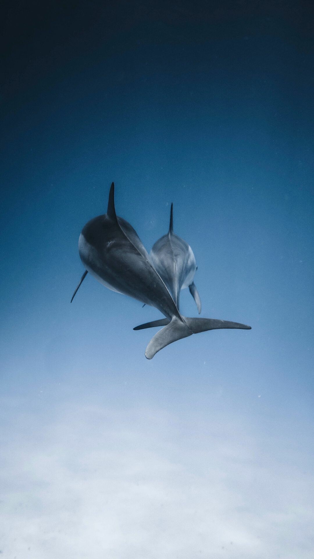 Dolphin, iPhone wallpapers, Captivating screensavers, Mobile backgrounds, 1080x1920 Full HD Phone