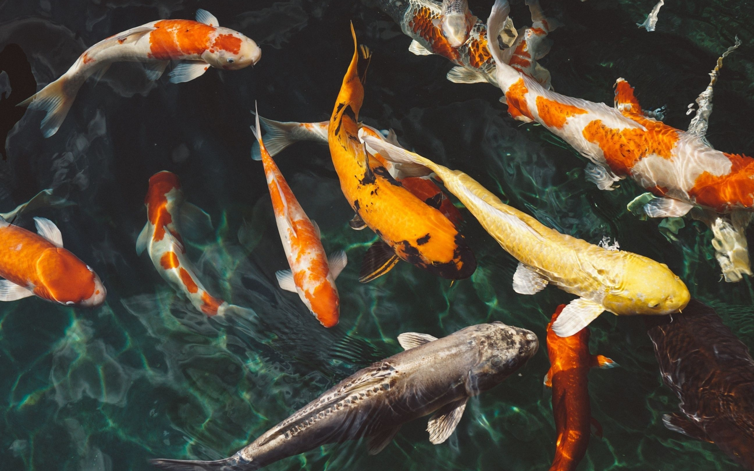4k Koi wallpapers, 4k HD backgrounds, Serene beauty, Graceful creatures, 2880x1800 HD Desktop