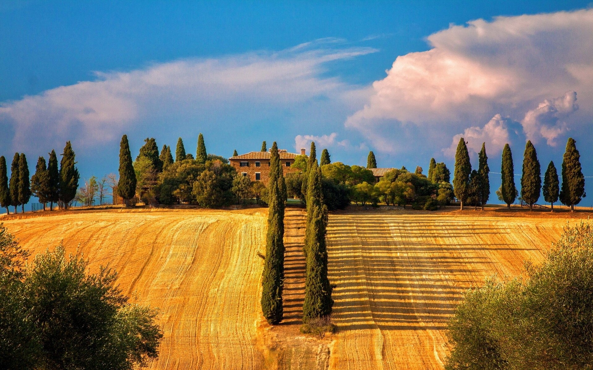 Cypress Tree, HD wallpapers and backgrounds, 1920x1200 HD Desktop