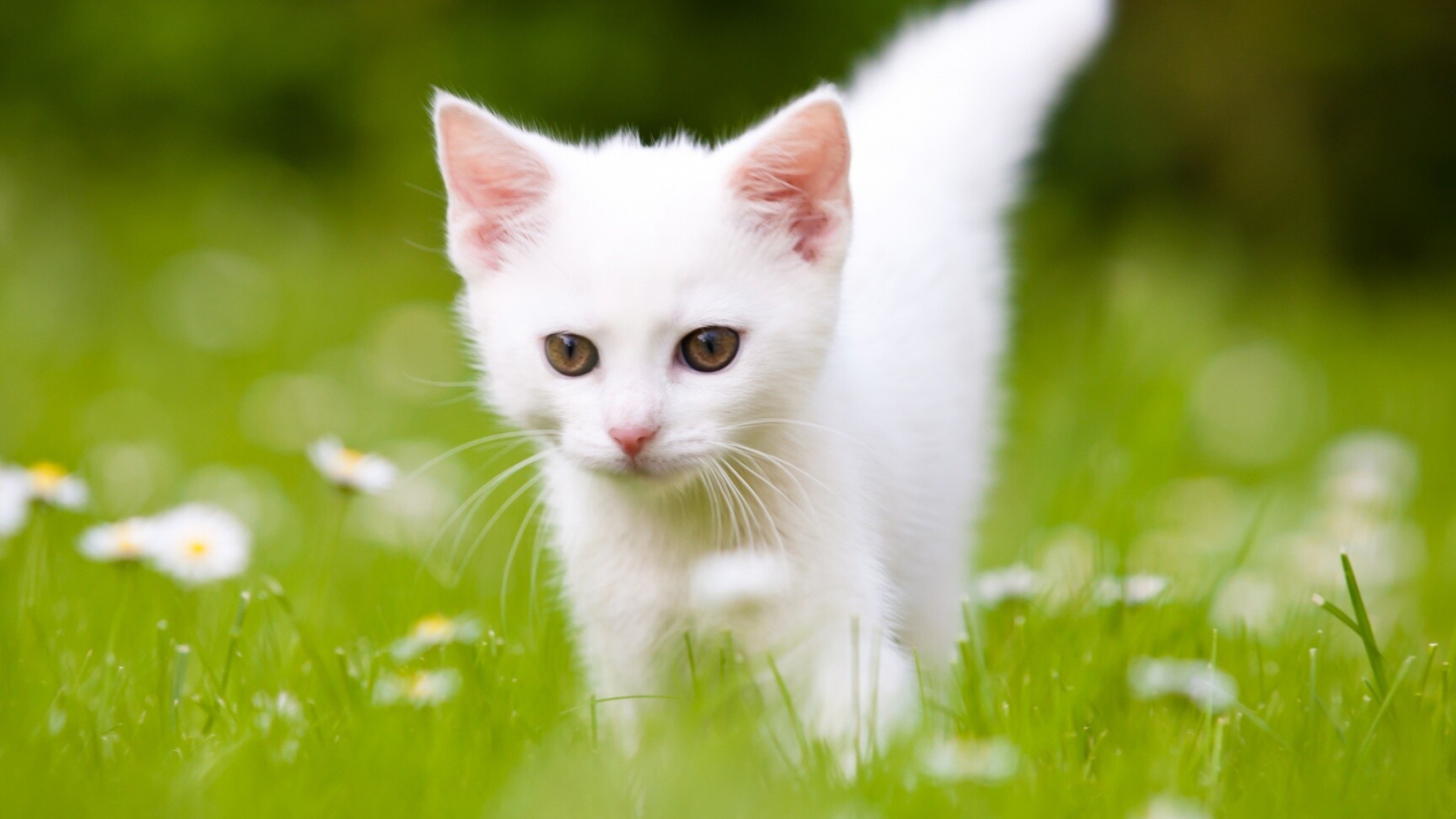 Cute white kitten, Fluffy charm, Pure innocence, Picture-perfect, 1920x1080 Full HD Desktop