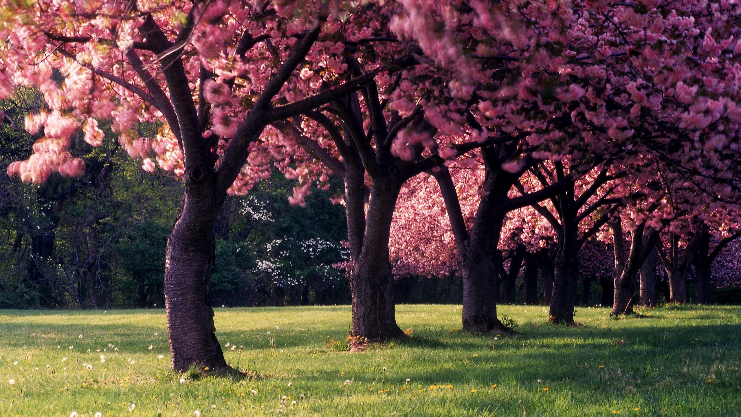 Blooming cherry blossom trees, Sunlit grassy lawn, Spring blossom grove, HD Desktop wallpaper
