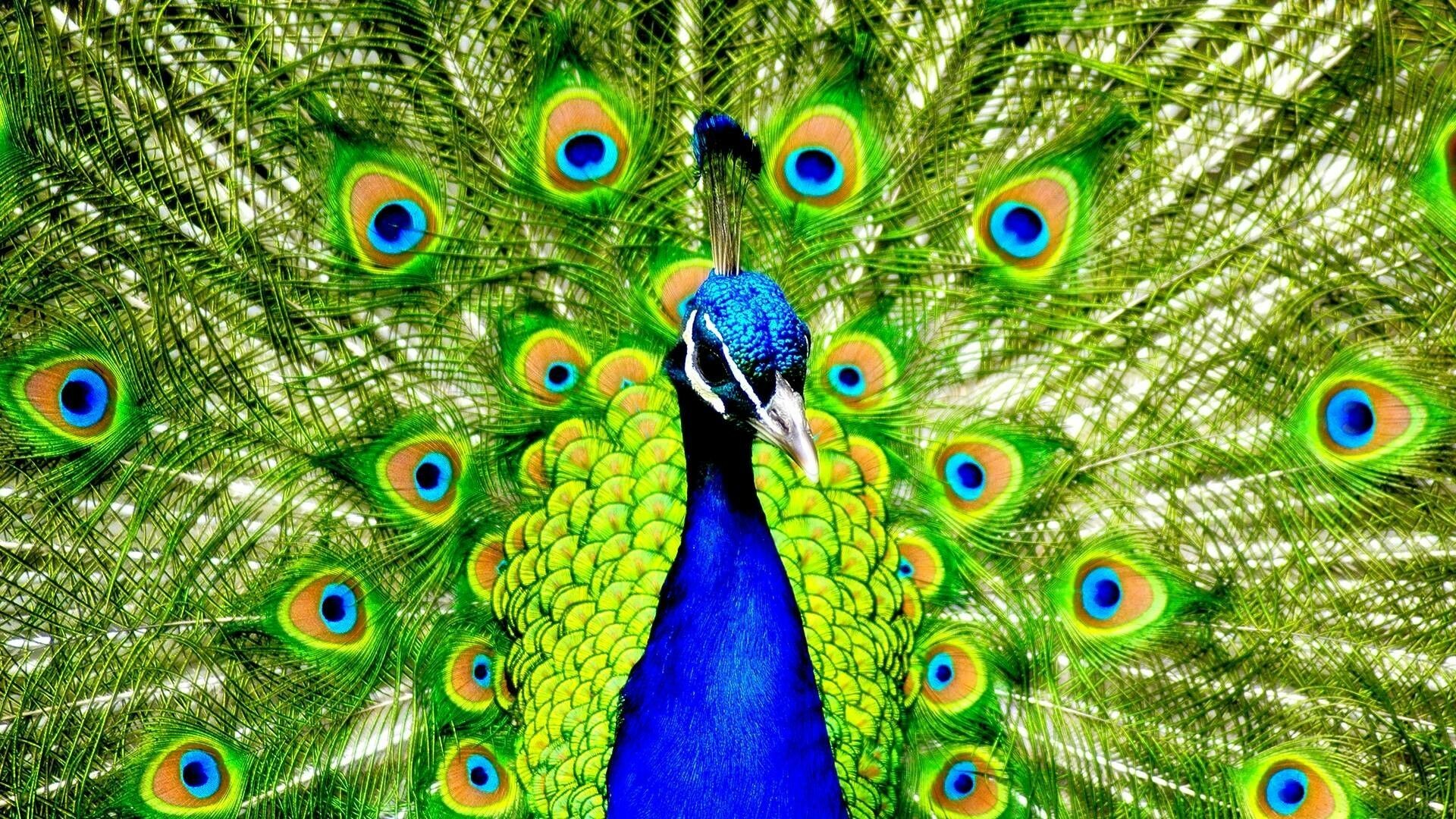 Peacock wallpapers, TrumpWallpapers collection, Stunning bird, Striking images, 1920x1080 Full HD Desktop