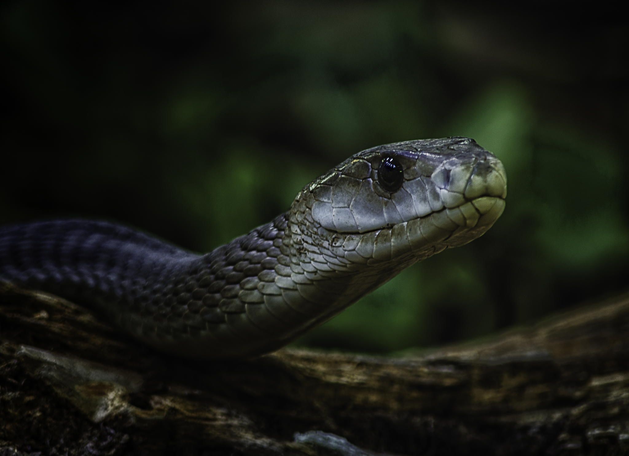 Mysterious serpent, Striking visuals, Black mamba's journey, Mesmerizing presence, 2050x1490 HD Desktop