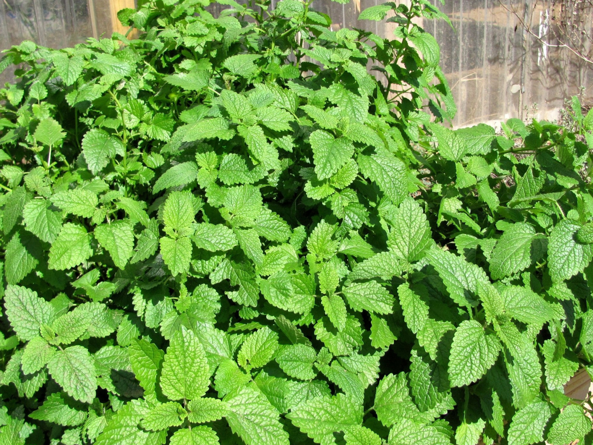 Lemon Balm, Farm life, Homesteading, Herbal garden, 2280x1710 HD Desktop