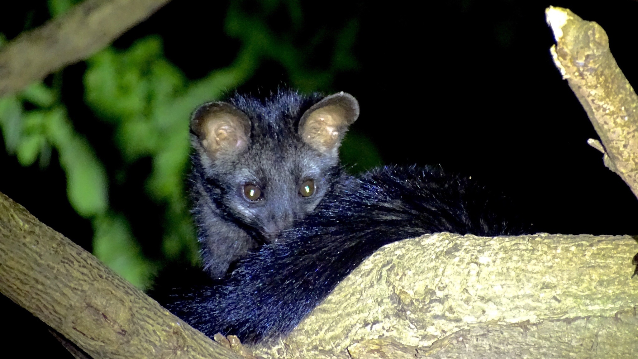 Asian Palm Civet photos, Paradoxurus Hermaphroditus, Beautiful images, Canada's wildlife, 2050x1160 HD Desktop