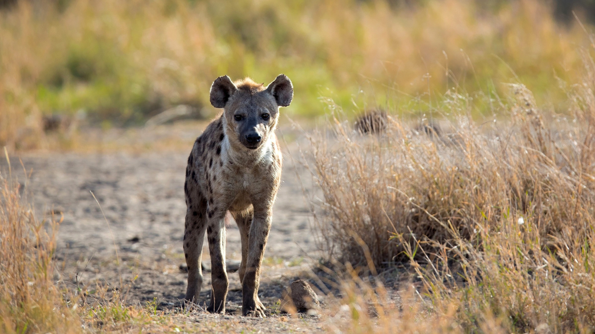 Hyena wallpapers on, Stunning visuals, Impressive variety, High-resolution images, 1920x1080 Full HD Desktop