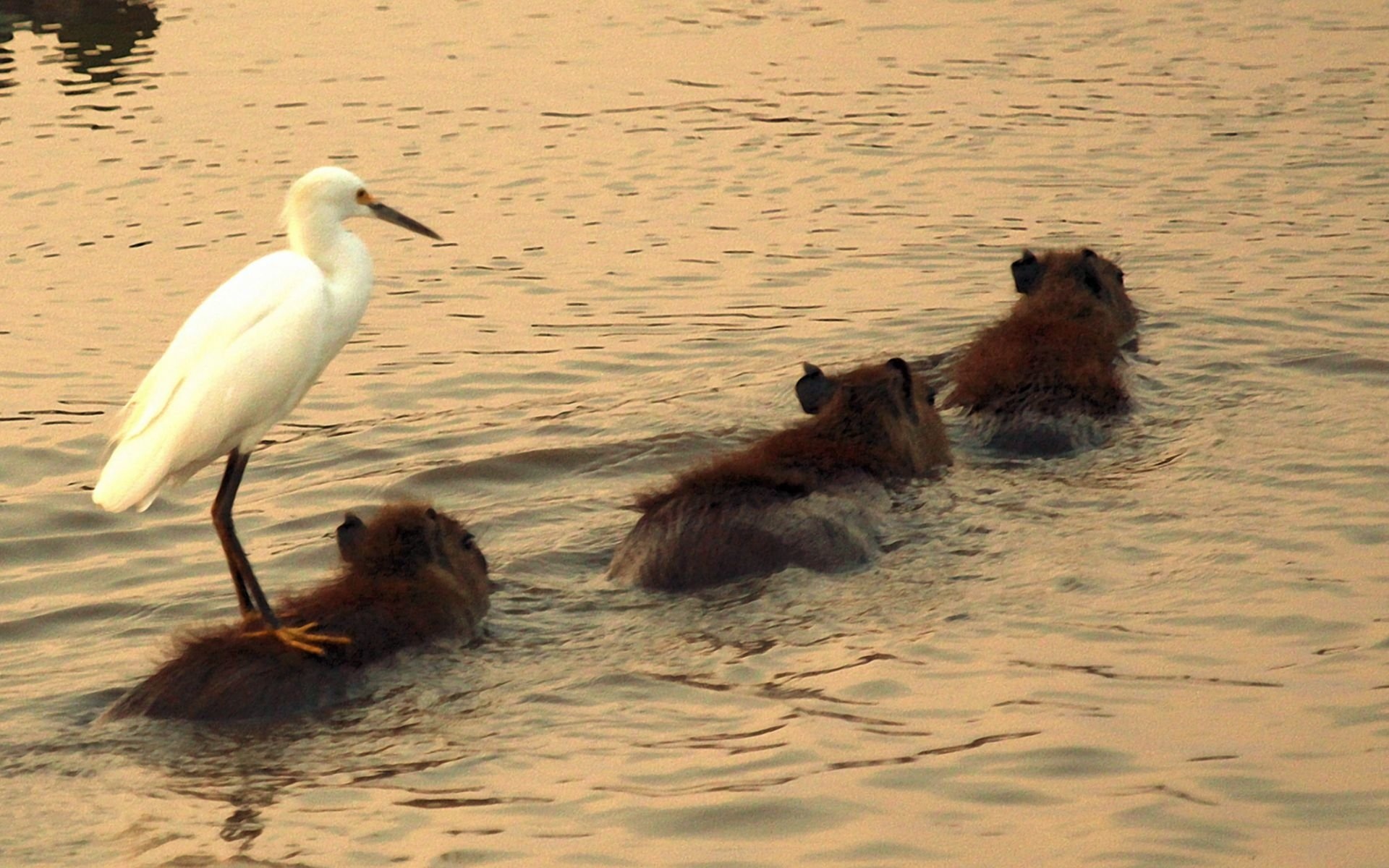 Capybara wallpaper, Cute animal, Adorable rodents, High-resolution picture, 1920x1200 HD Desktop