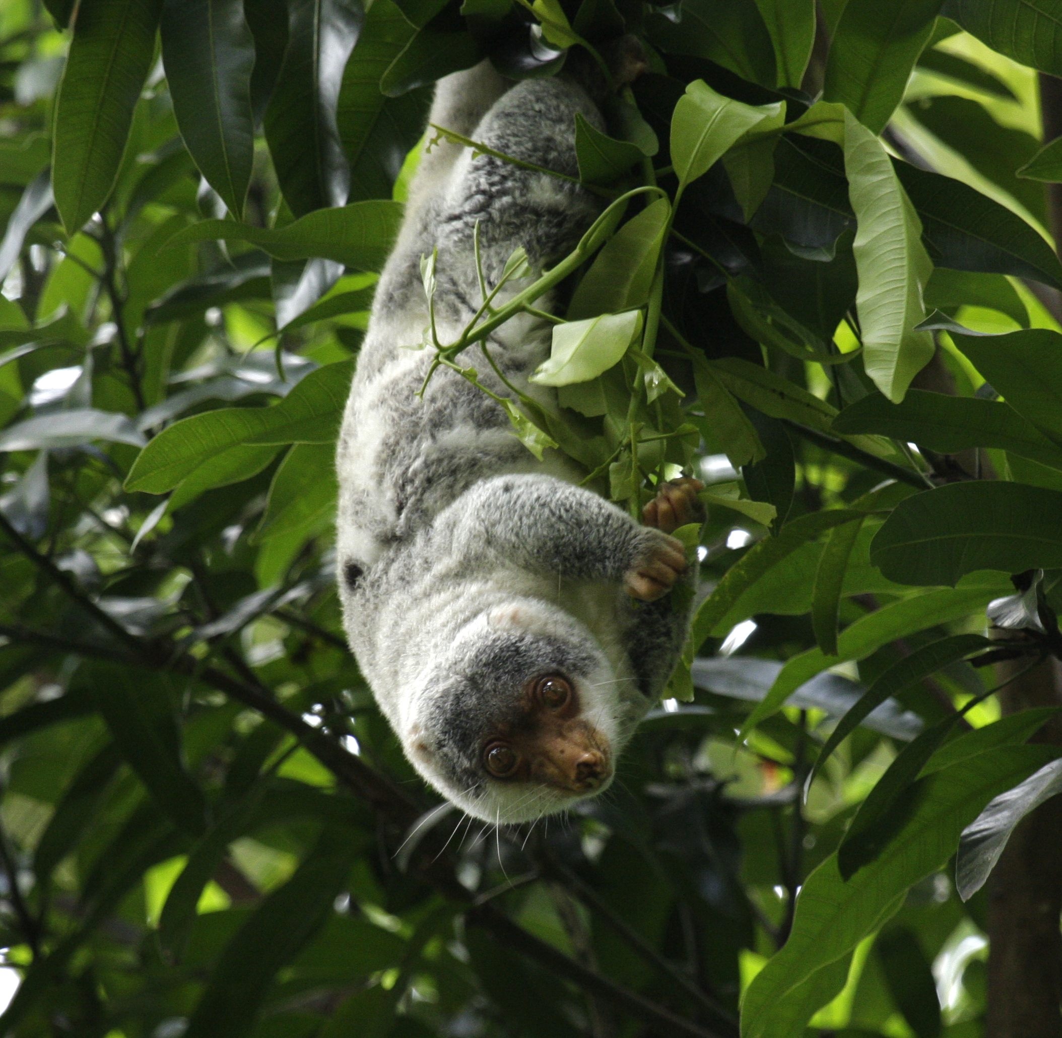 Cuscus (Animal), Unique marsupial, Tree-dwelling creature, Indigenous to Indonesia, 2110x2060 HD Desktop