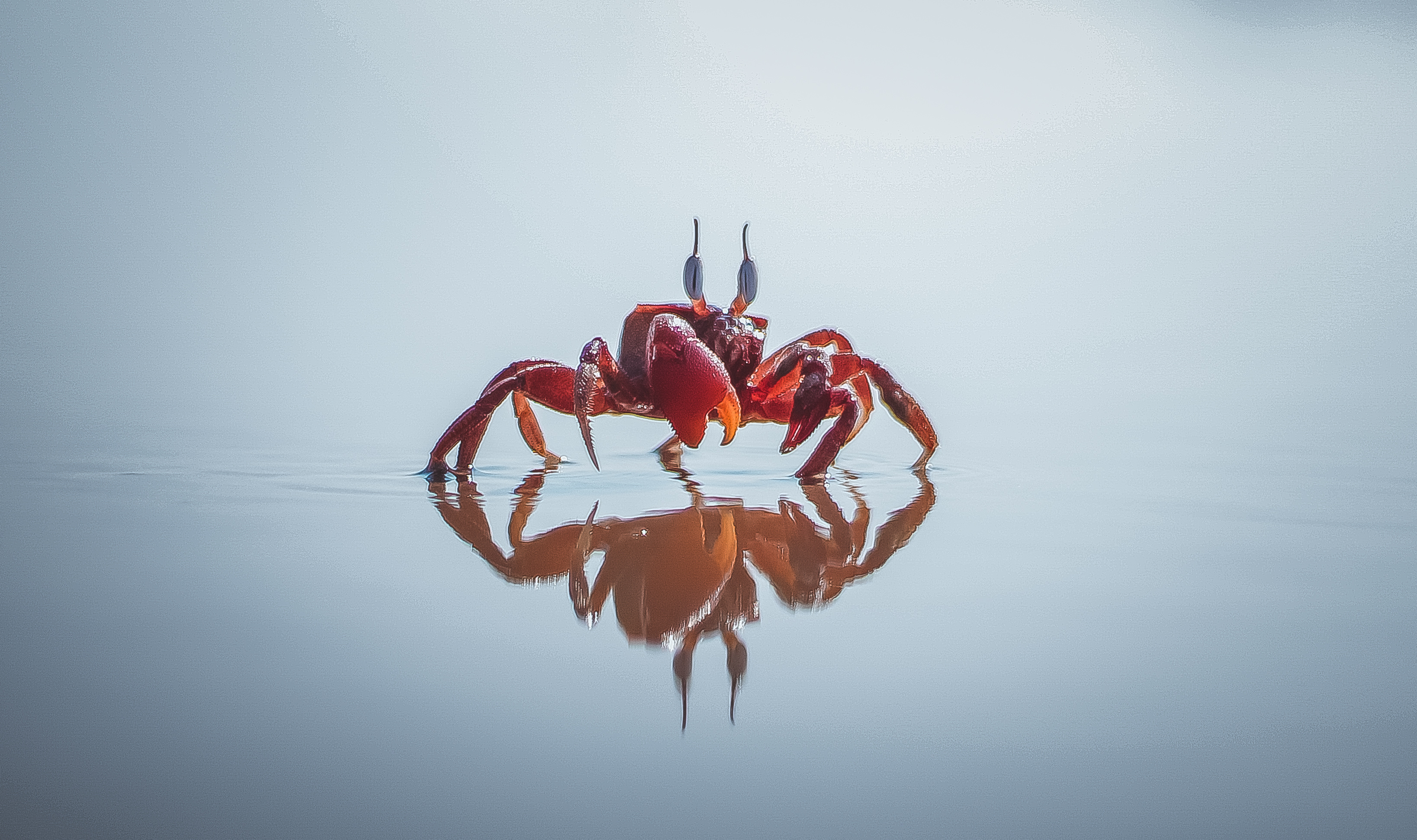 Red crab fascination, Vibrant coloration, Intense appearance, Striking crustacean, 3280x1950 HD Desktop