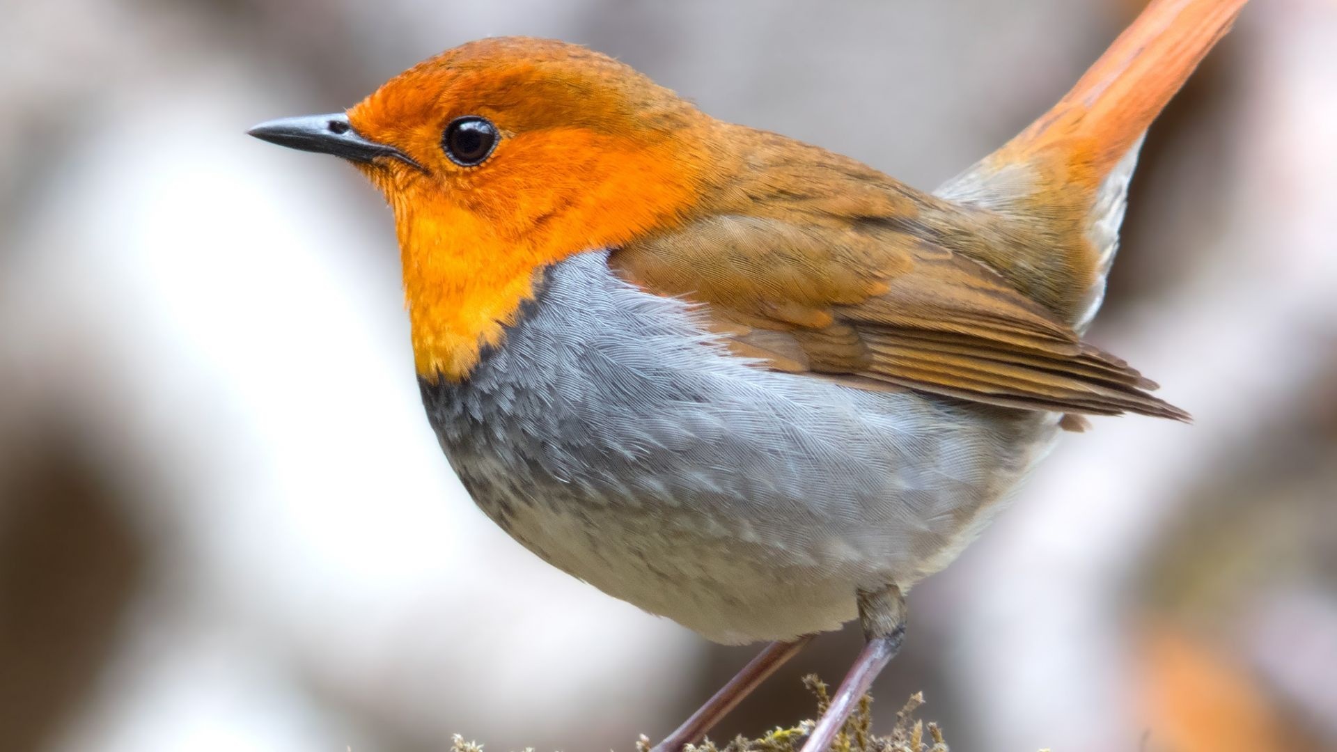 Robin bird, European species, Close-up shot, HD image, 1920x1080 Full HD Desktop