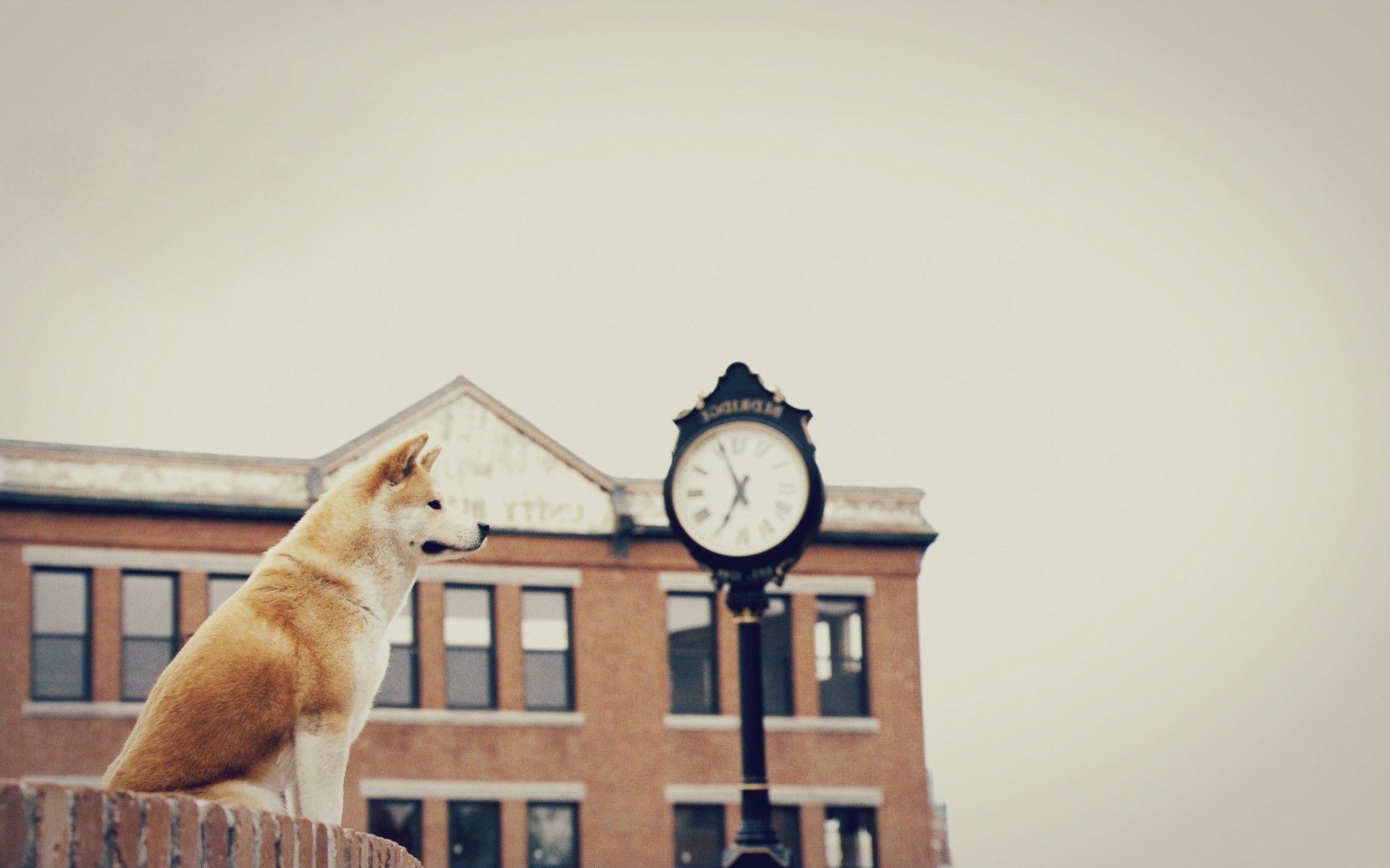 Railway station, Hachi: A Dog's Tale Wallpaper, 1920x1200 HD Desktop