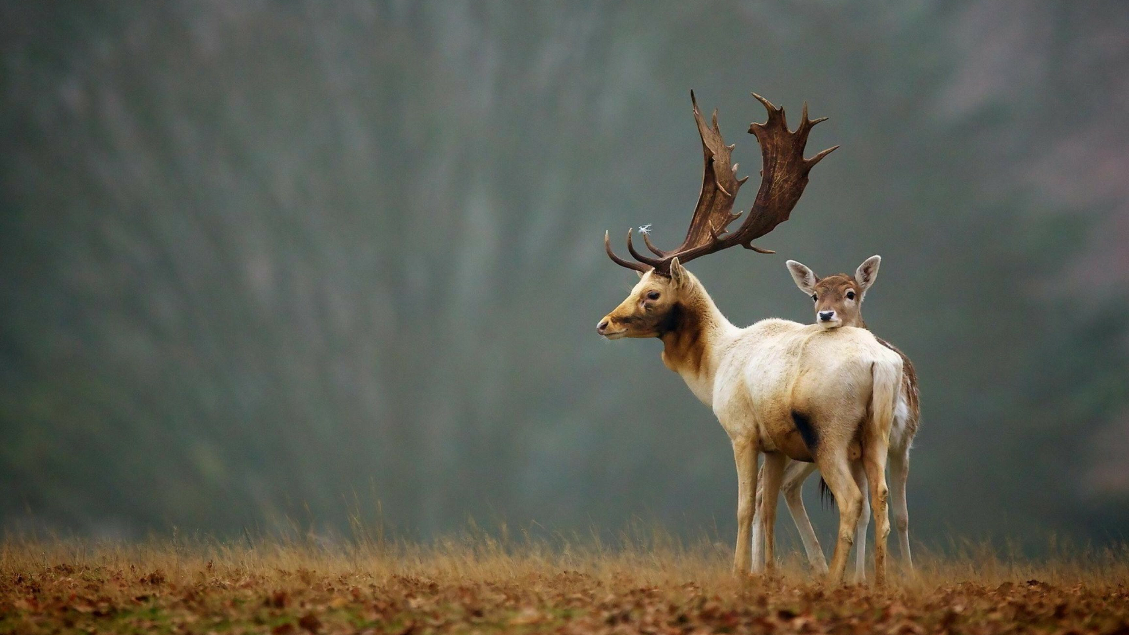 Couple, Reindeers Wallpaper, 3840x2160 4K Desktop