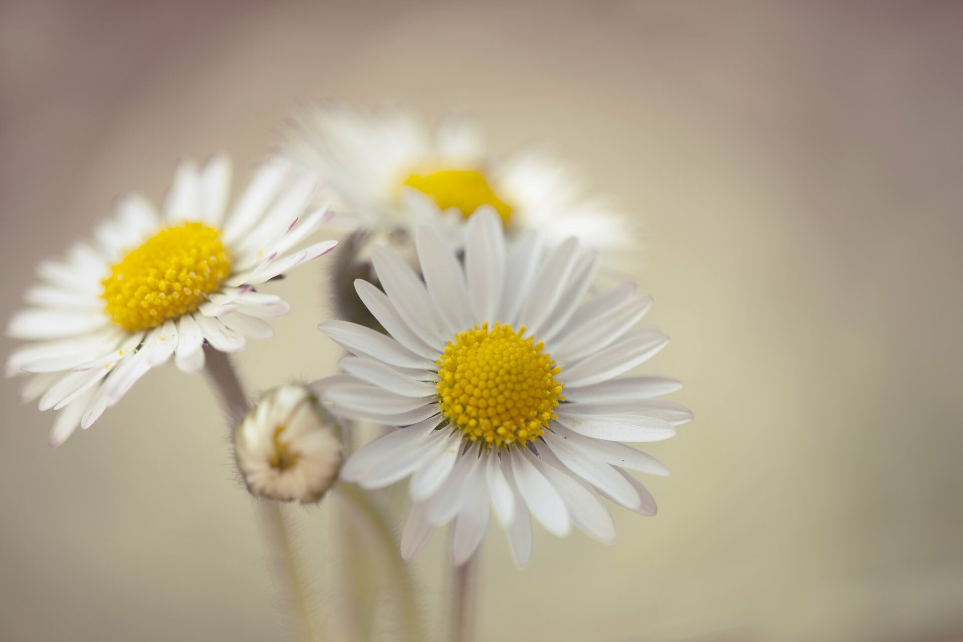 Vibrant colors, Daisy field, Close-up view, Fresh and vibrant, 1920x1280 HD Desktop