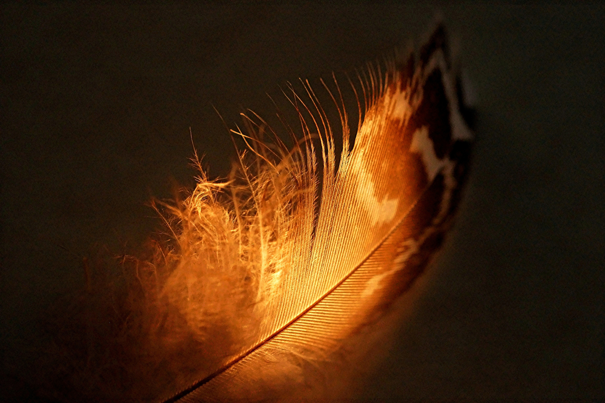 Feather photography, HD wallpaper, Nature's marvel, Stunning image, 2050x1370 HD Desktop