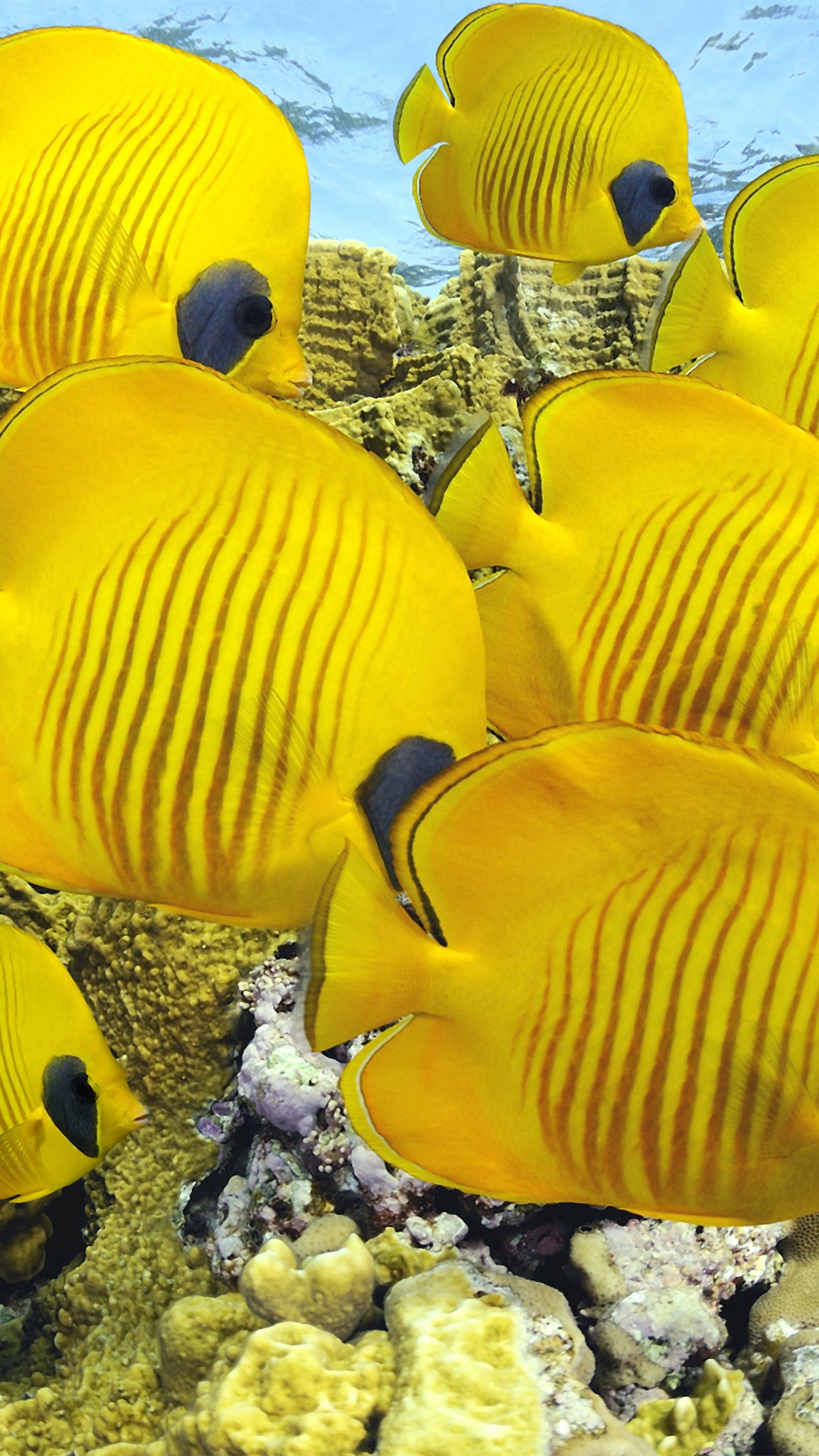 Underwater coral wonder, Vibrant butterflyfish, Diving destinations, Breathtaking wallpapers, 2160x3840 4K Phone