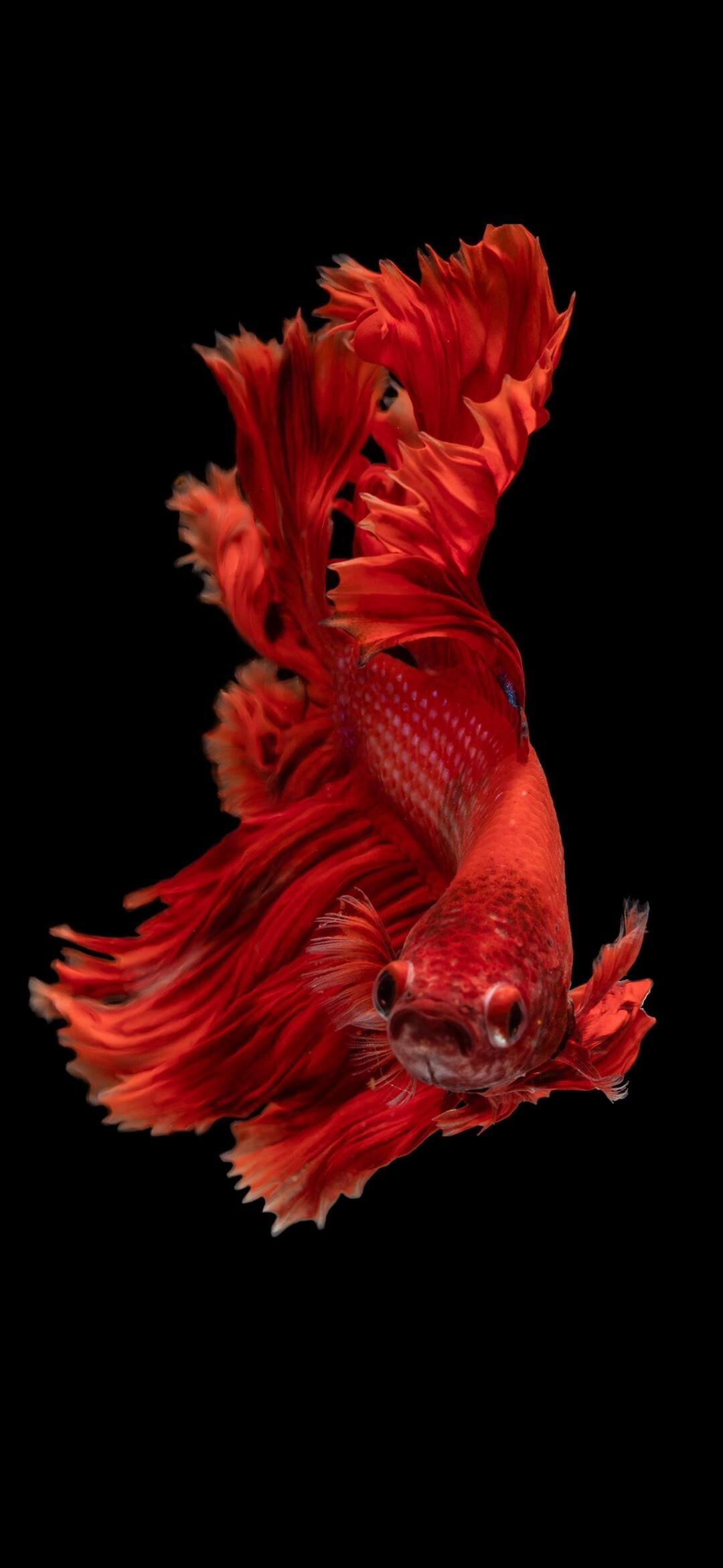 Red Siamese fighting fish iPhone wallpapers, Vivid underwater beauty, Free high definition images, Exquisite fish species, 1080x2340 HD Phone
