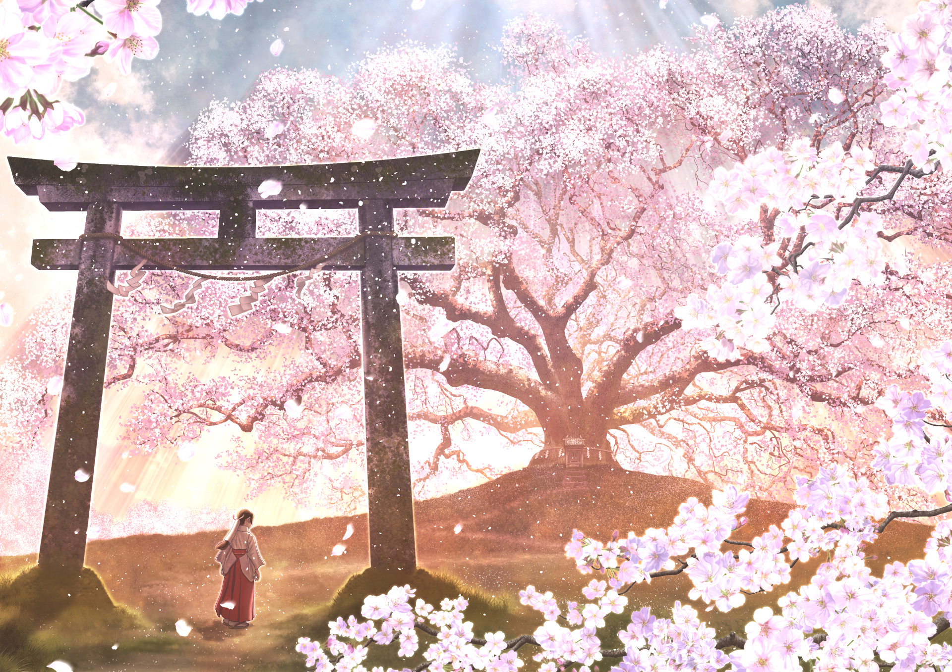 Sacred blooming sakura tree, Weathered torii gate, Miko shrine maiden, HD Desktop wallpaper