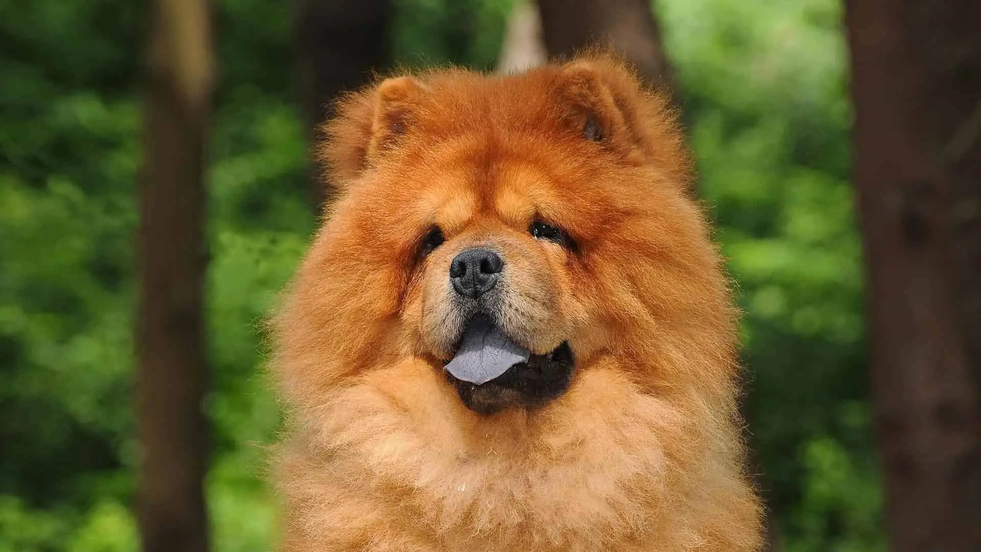 Chow Chow origin, Characteristics, Temperament, 1920x1080 Full HD Desktop