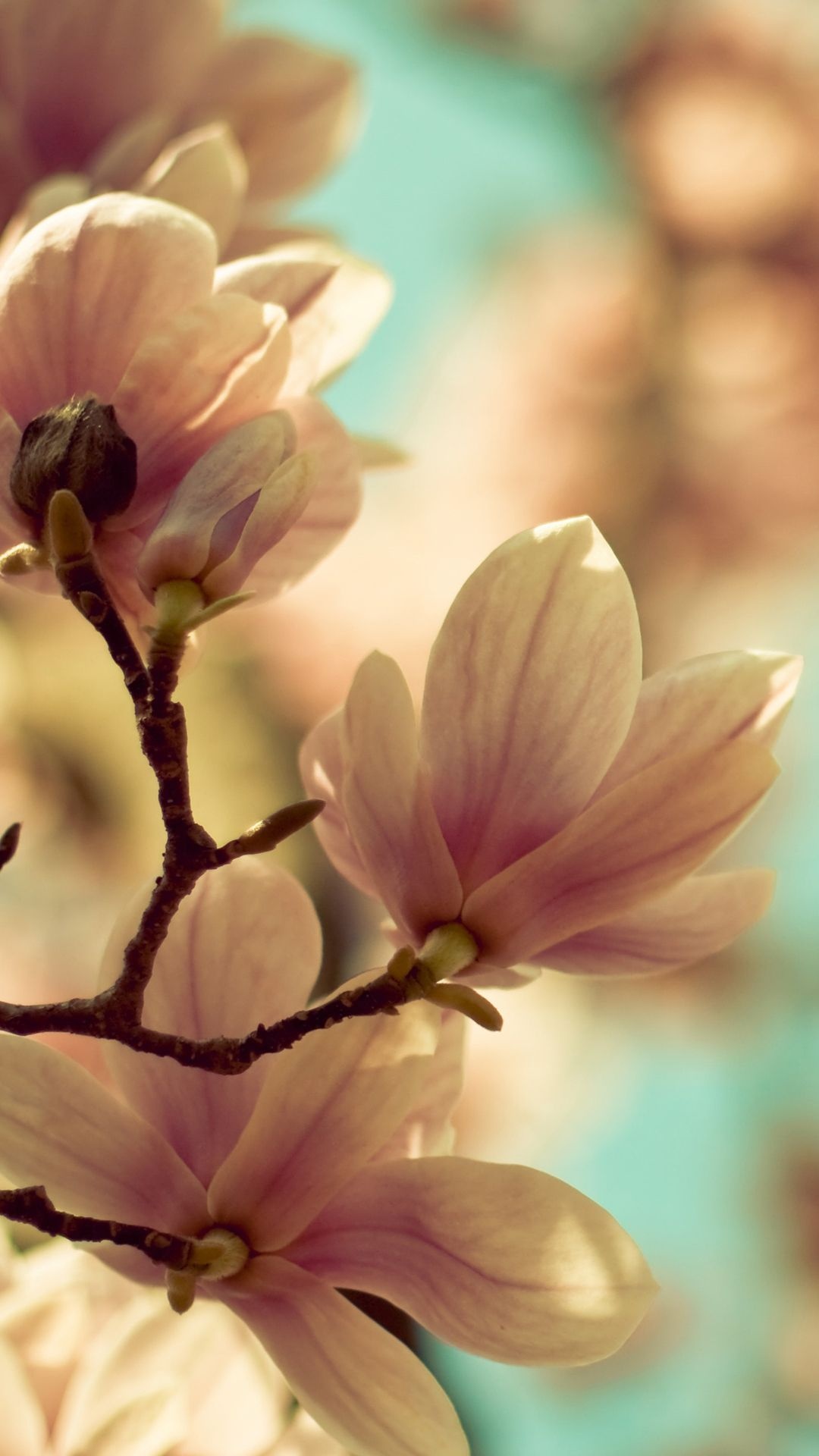 Magnolia flowers, Mobile wallpapers, 1080x1920 Full HD Phone