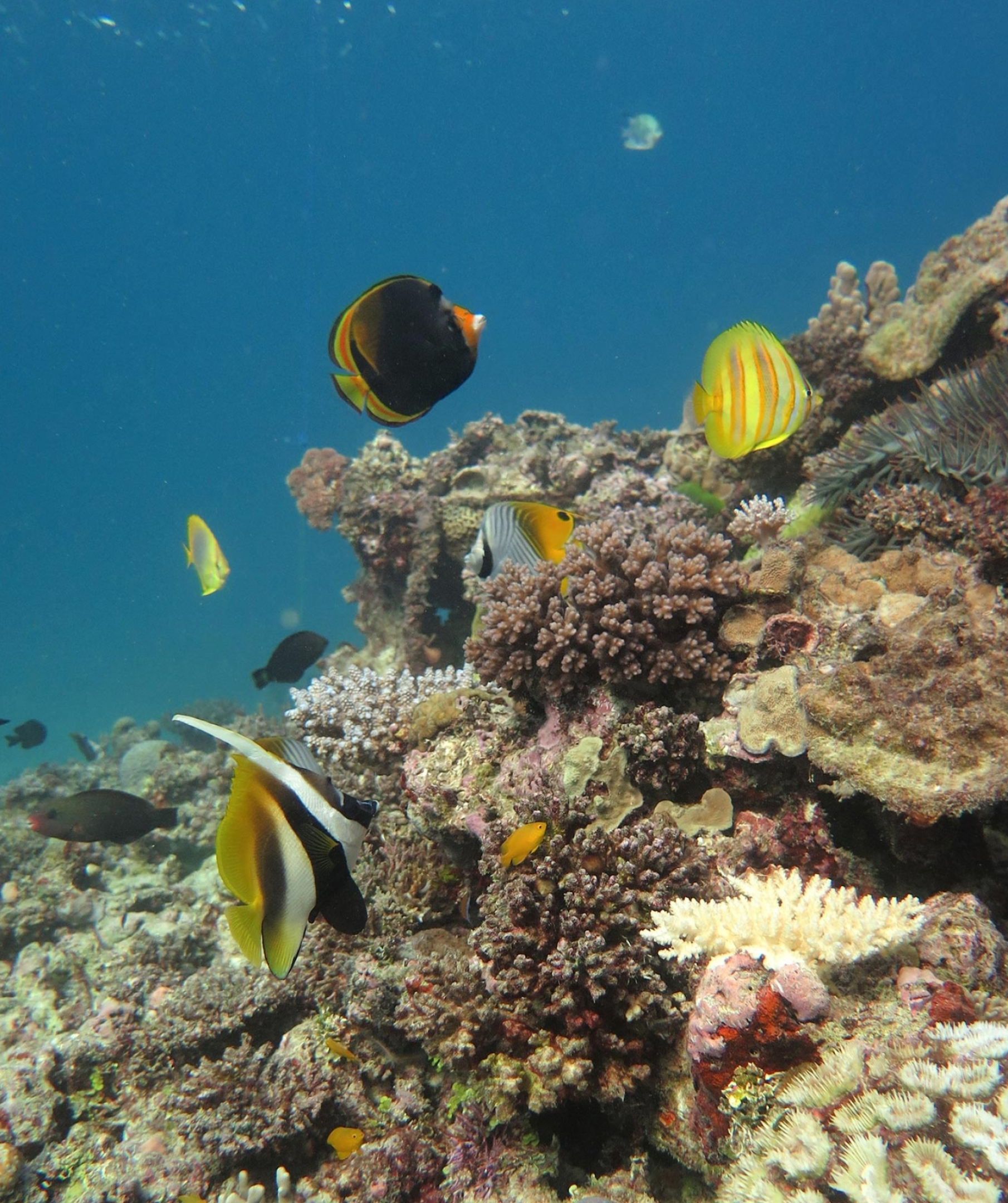 Caribbean Coral Reef Islands, Crown of thorns starfish, House and home, Travels, 1810x2160 HD Phone