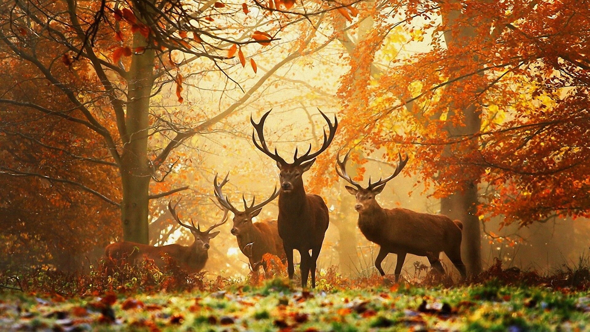 Autumn, HD wallpapers, Nature's palette, Fall colors, 1920x1080 Full HD Desktop