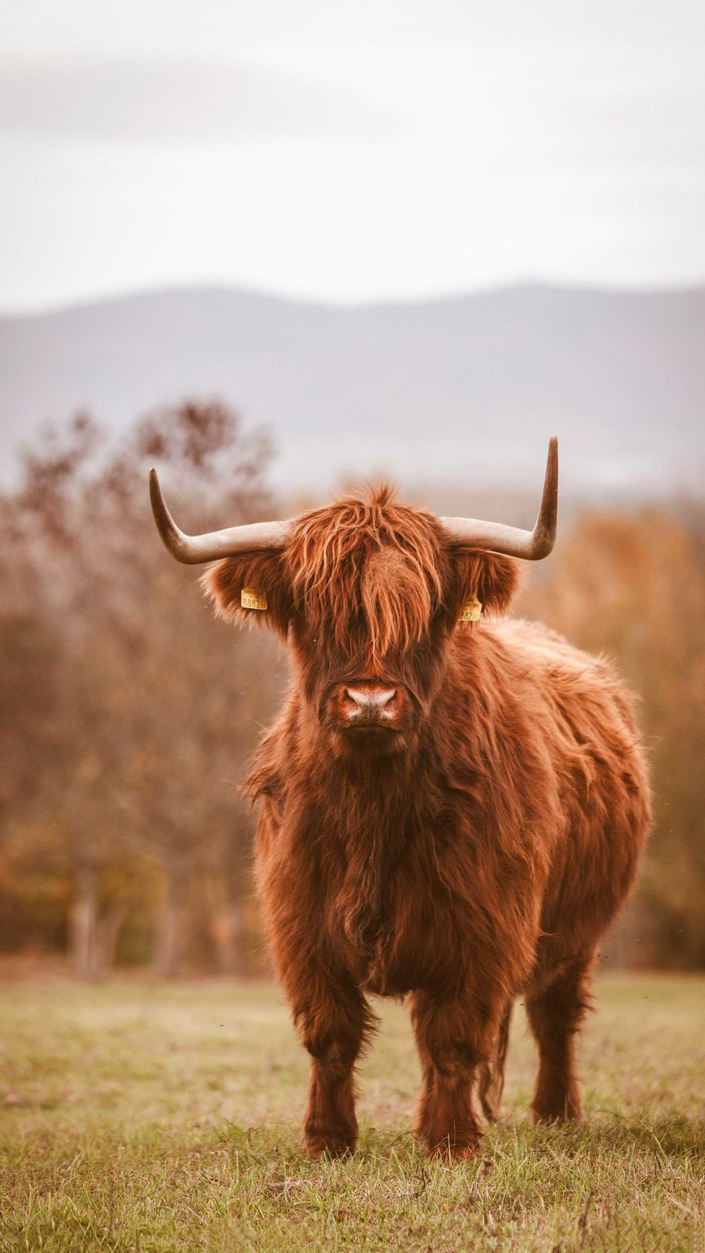 Brown cow beauty, Unique coat color, Aesthetic wallpaper, Natural beauty, 1440x2560 HD Phone