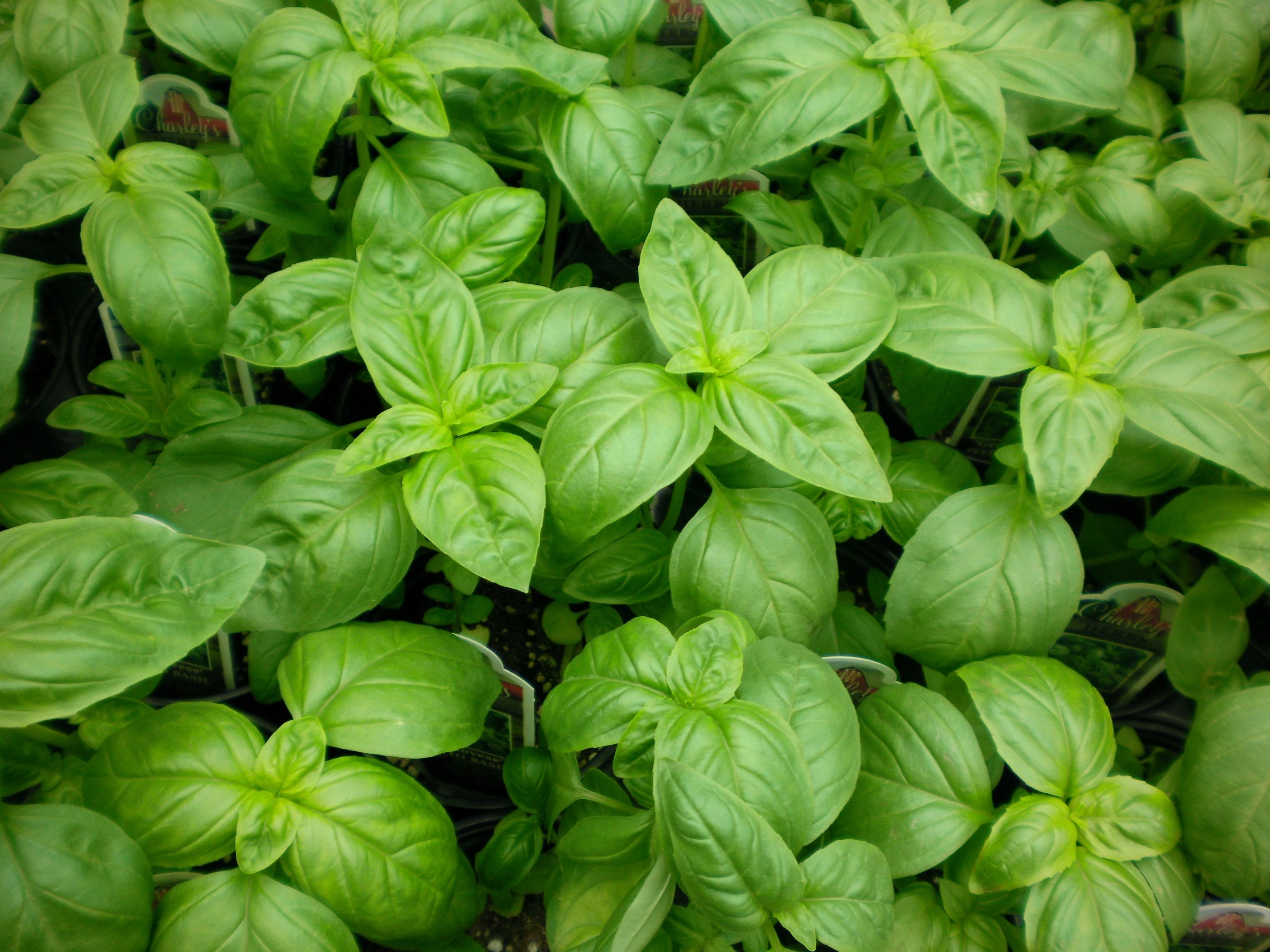 Risks of basil, Pregnancy concerns, Nutrition and health, Safe consumption, 2820x2120 HD Desktop