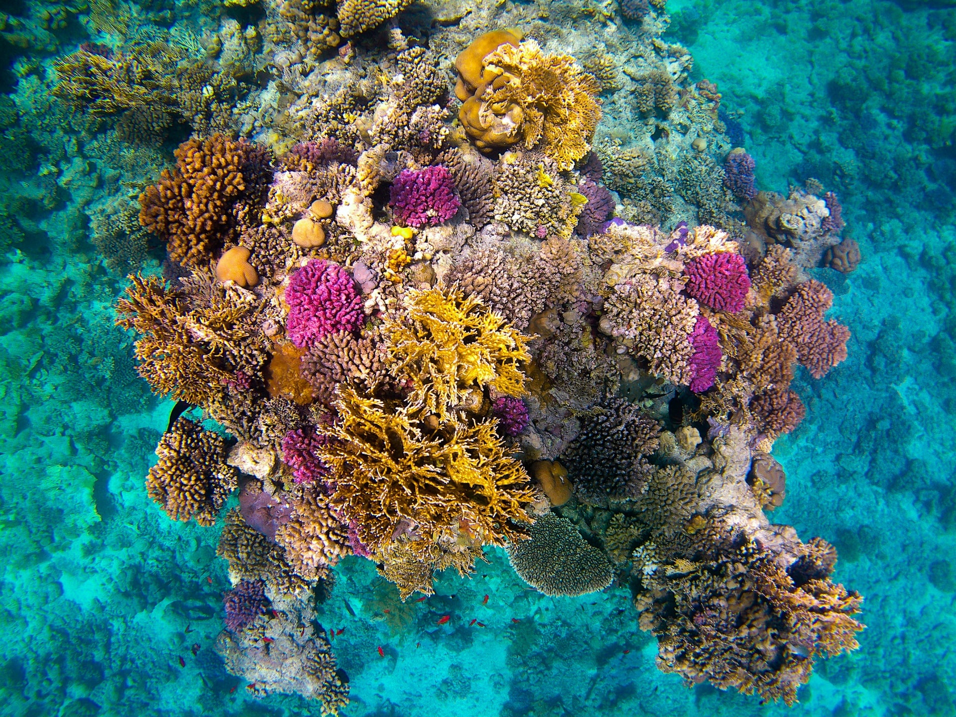 Coral reefs, Red Sea Wallpaper, 1920x1440 HD Desktop