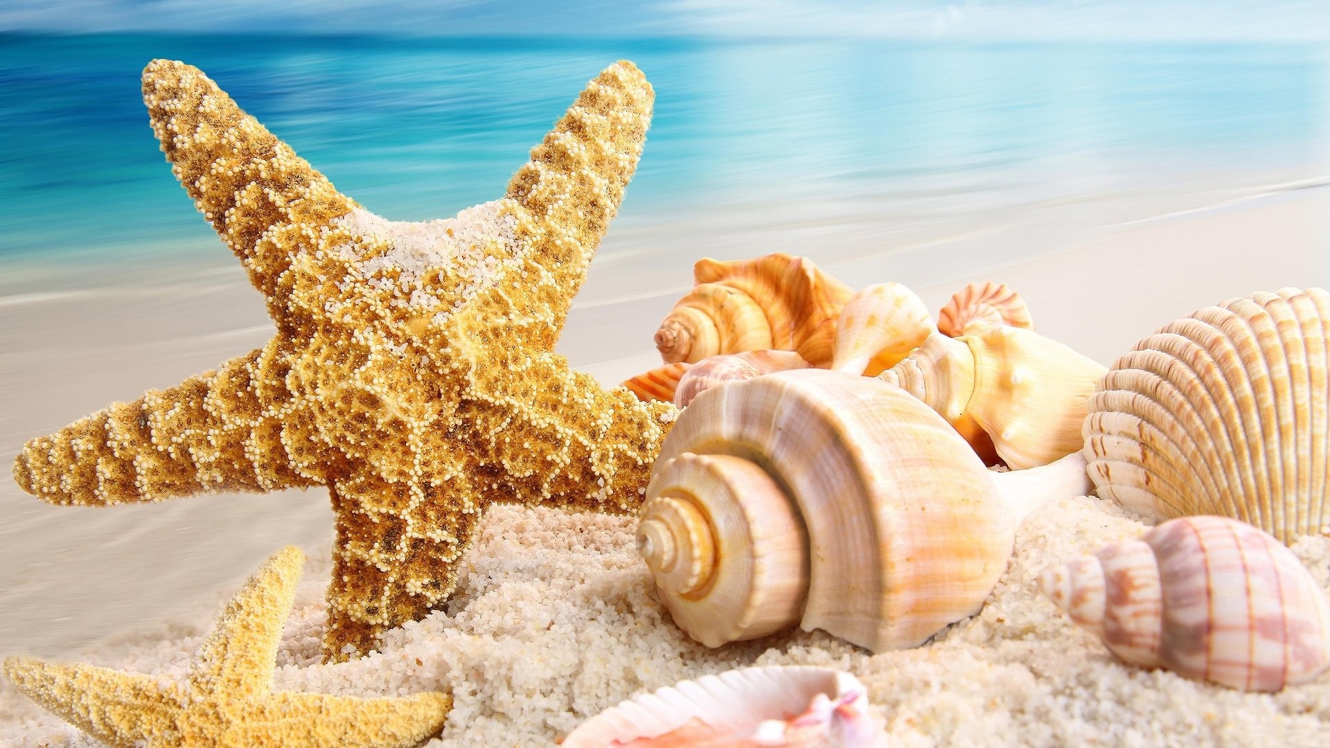 Seashell desktop wallpapers, Coastal beauty imagery, Beach-inspired backgrounds, Oceanic charm, 1920x1080 Full HD Desktop