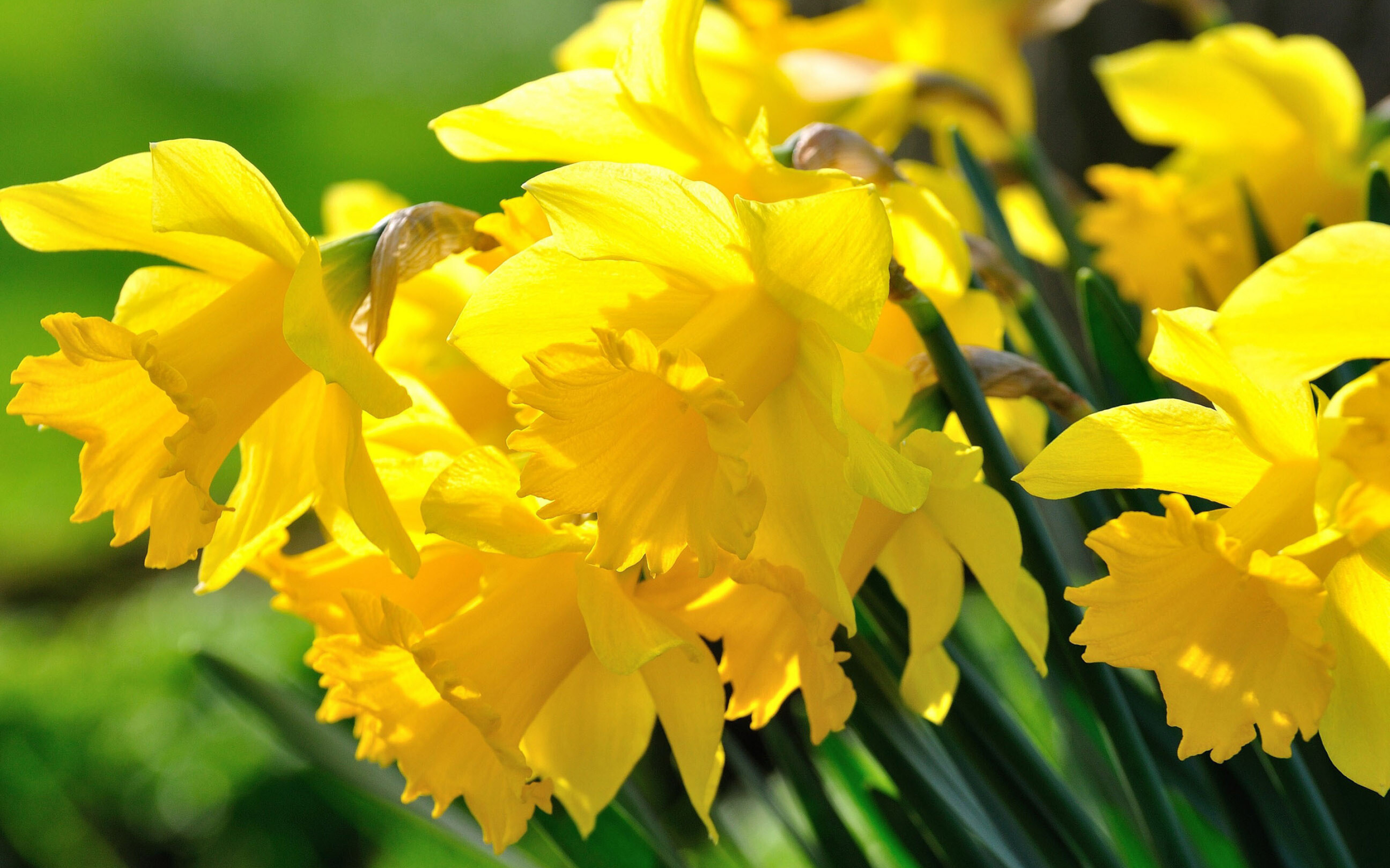 Daffodils 3 wallpaper, Flower wallpapers, 2880x1800 HD Desktop