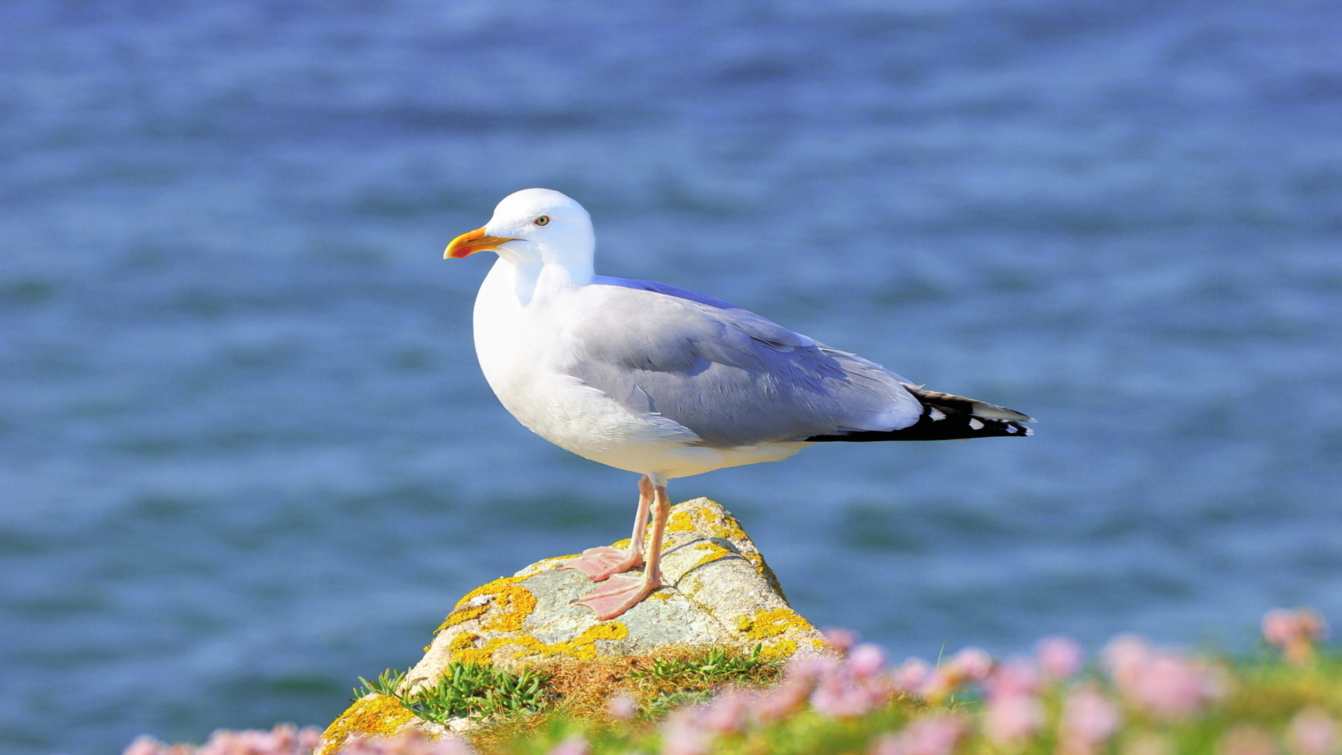 Seagull wallpapers, Nature's grace, Mesmerizing visuals, Coastal avians, 1920x1080 Full HD Desktop